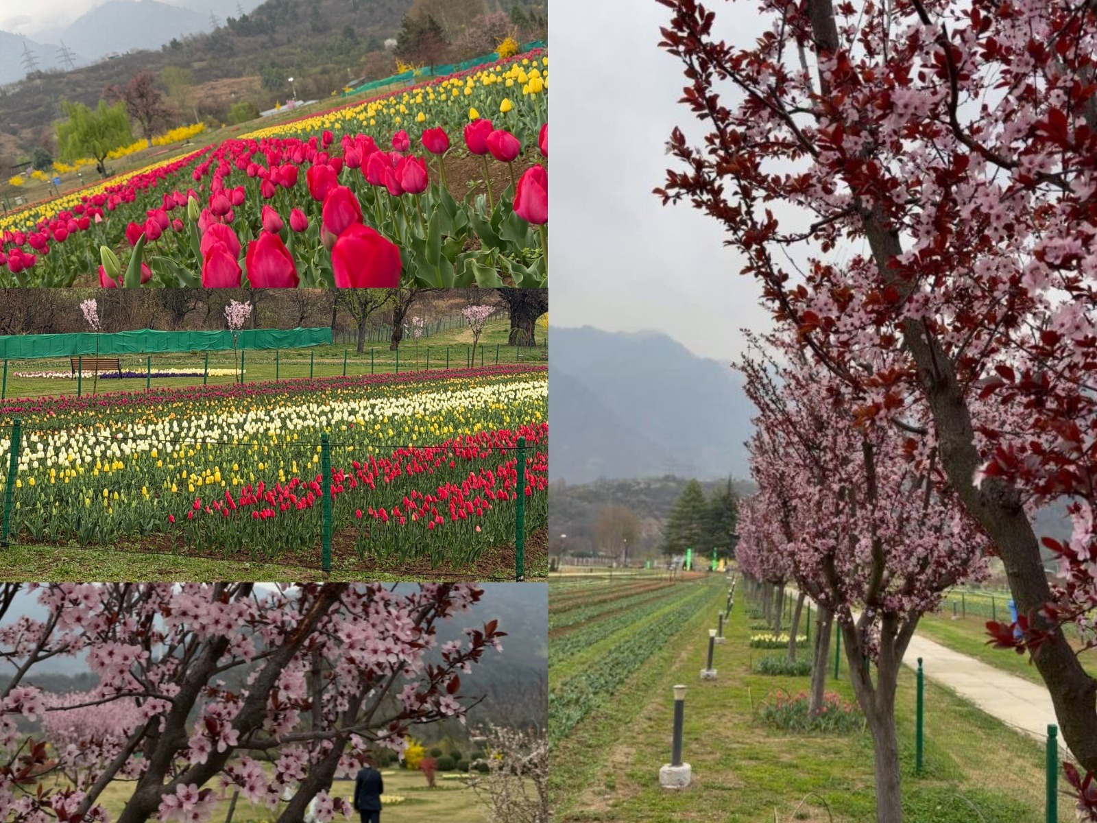 Glimpses of Asia's Asia's largest tulip garden in Srinagar set to open to public on Monday (Photo/@OmarAbdullah)