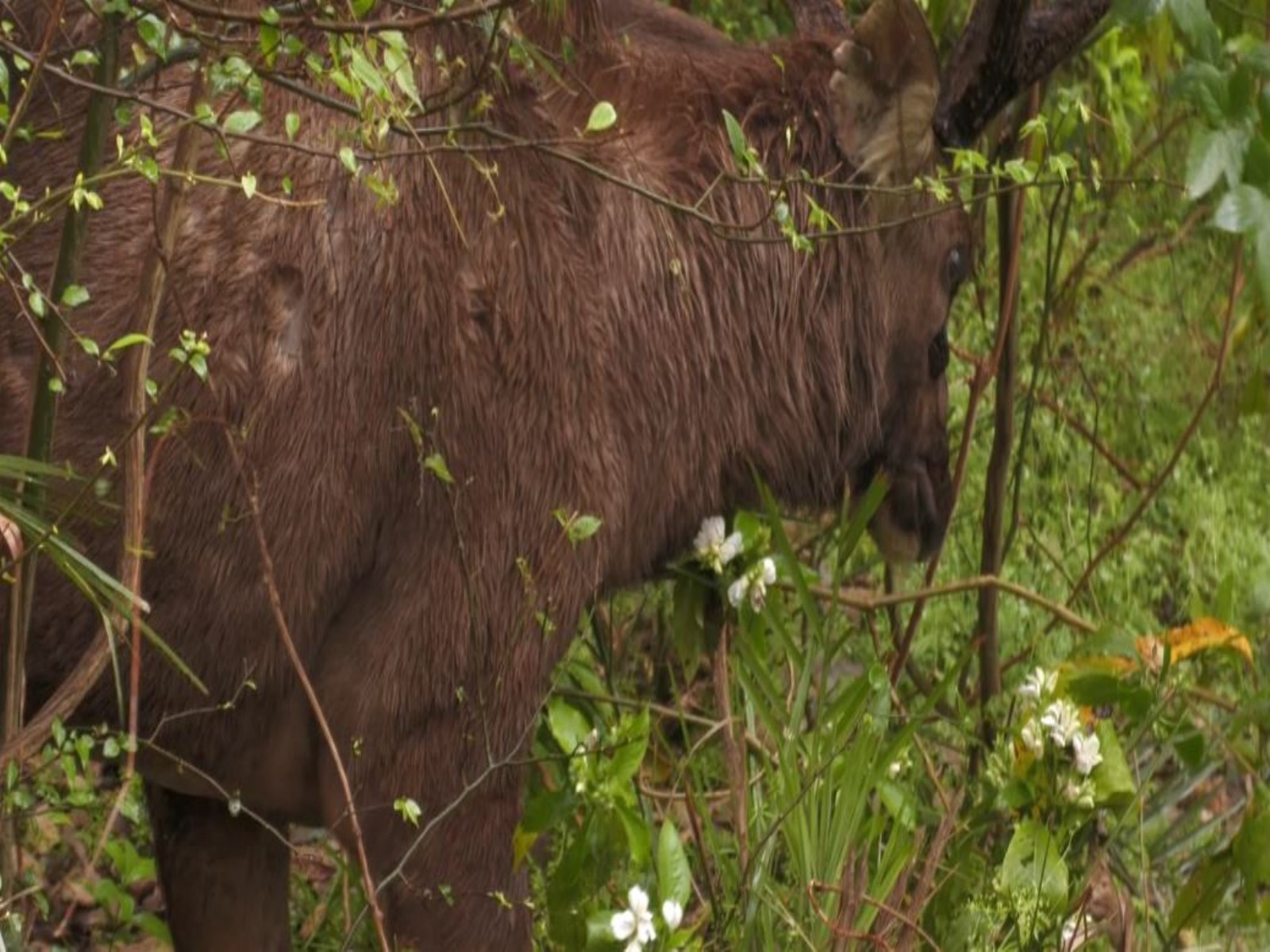Injured Sambar Deer (Photo/ANI)