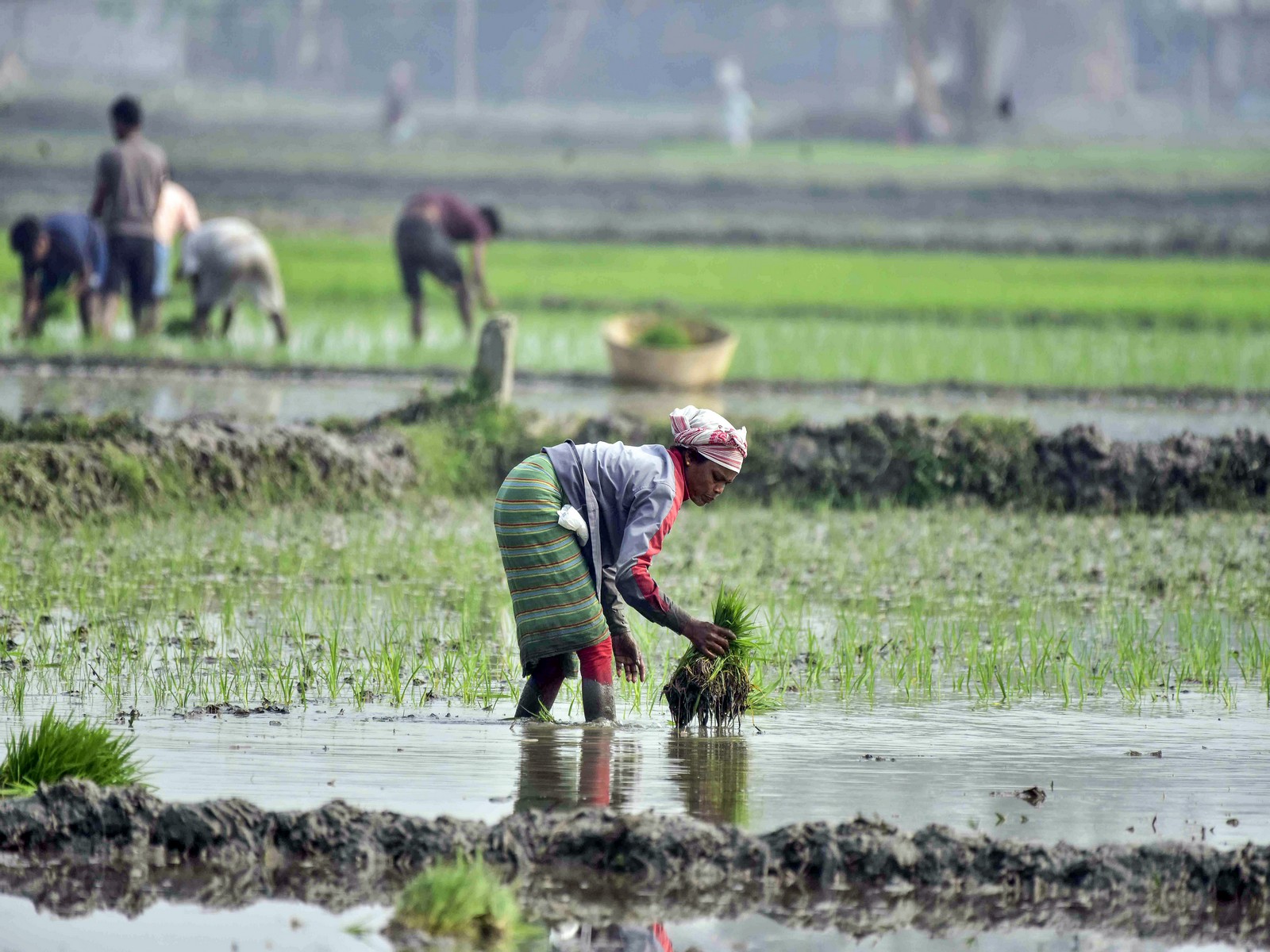 Representative image (File Photo/ANI)