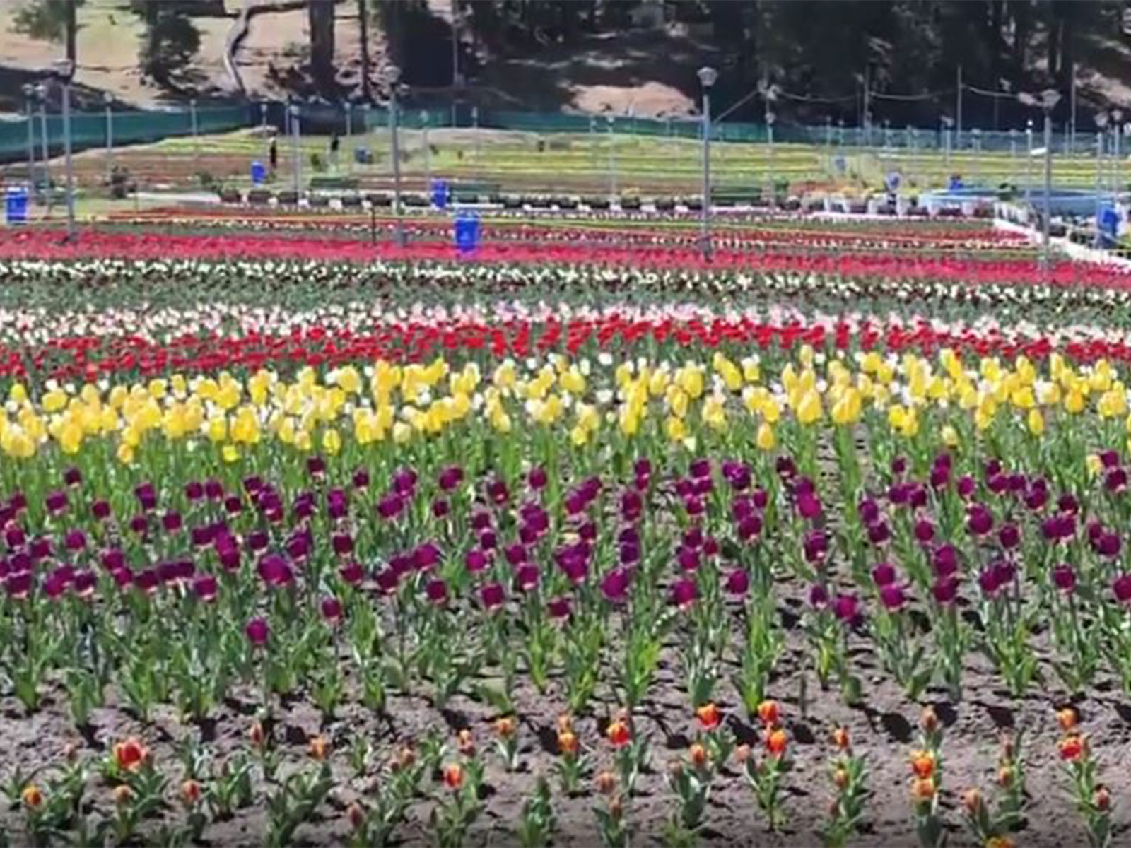 Glimpse of Tulip Garden Sanasar valley (Photo/ANI)