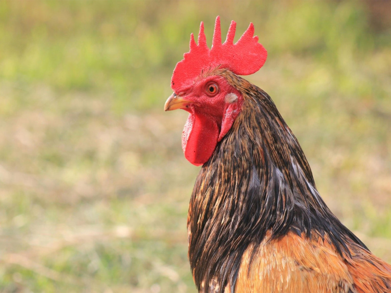 Indian food companies taking significant steps to end animal cruelty