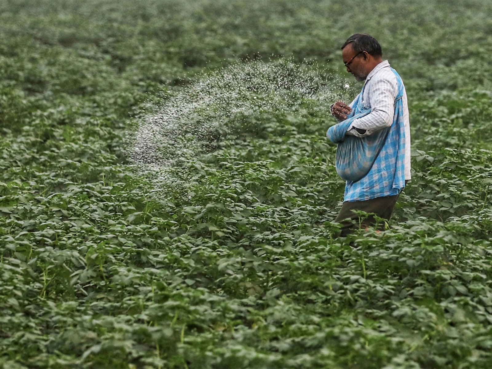 A farmer spreads urea fertiliser on a potato crop field. (ANI Photo)