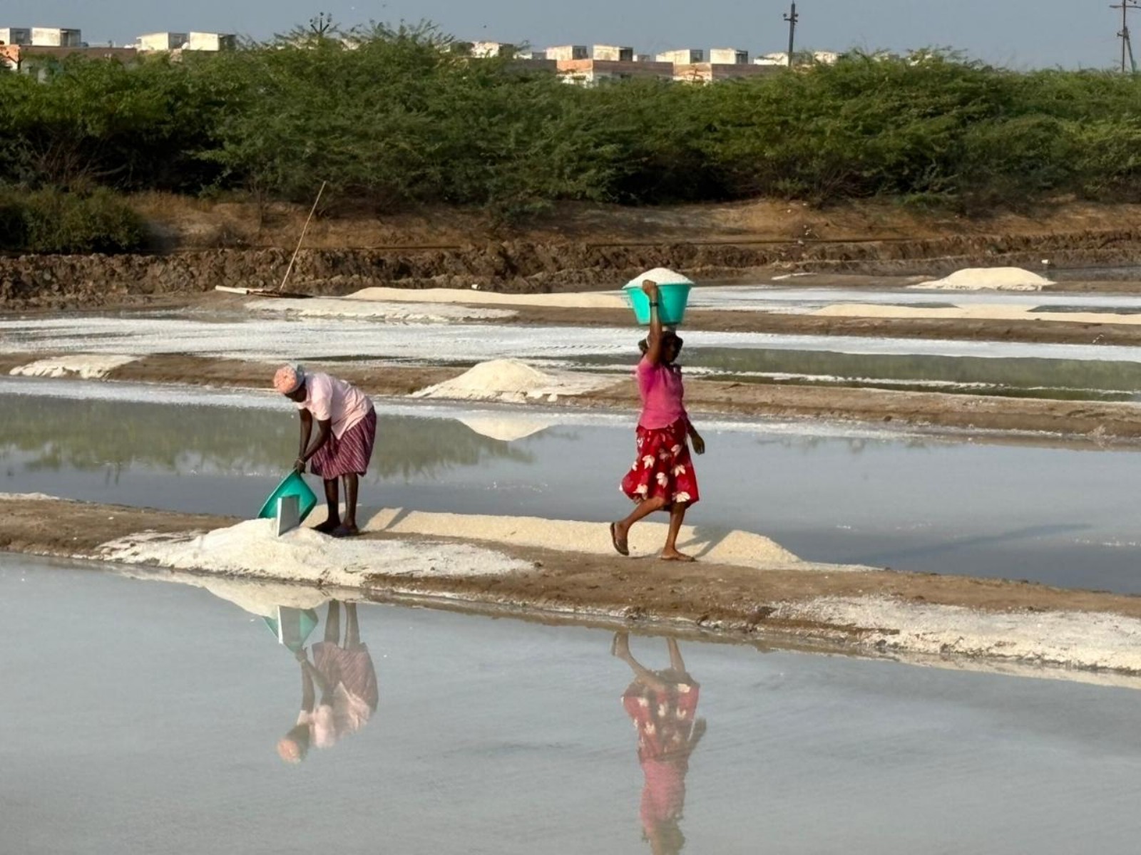 Salt workers in Thoothukodi (Photo/ANI)