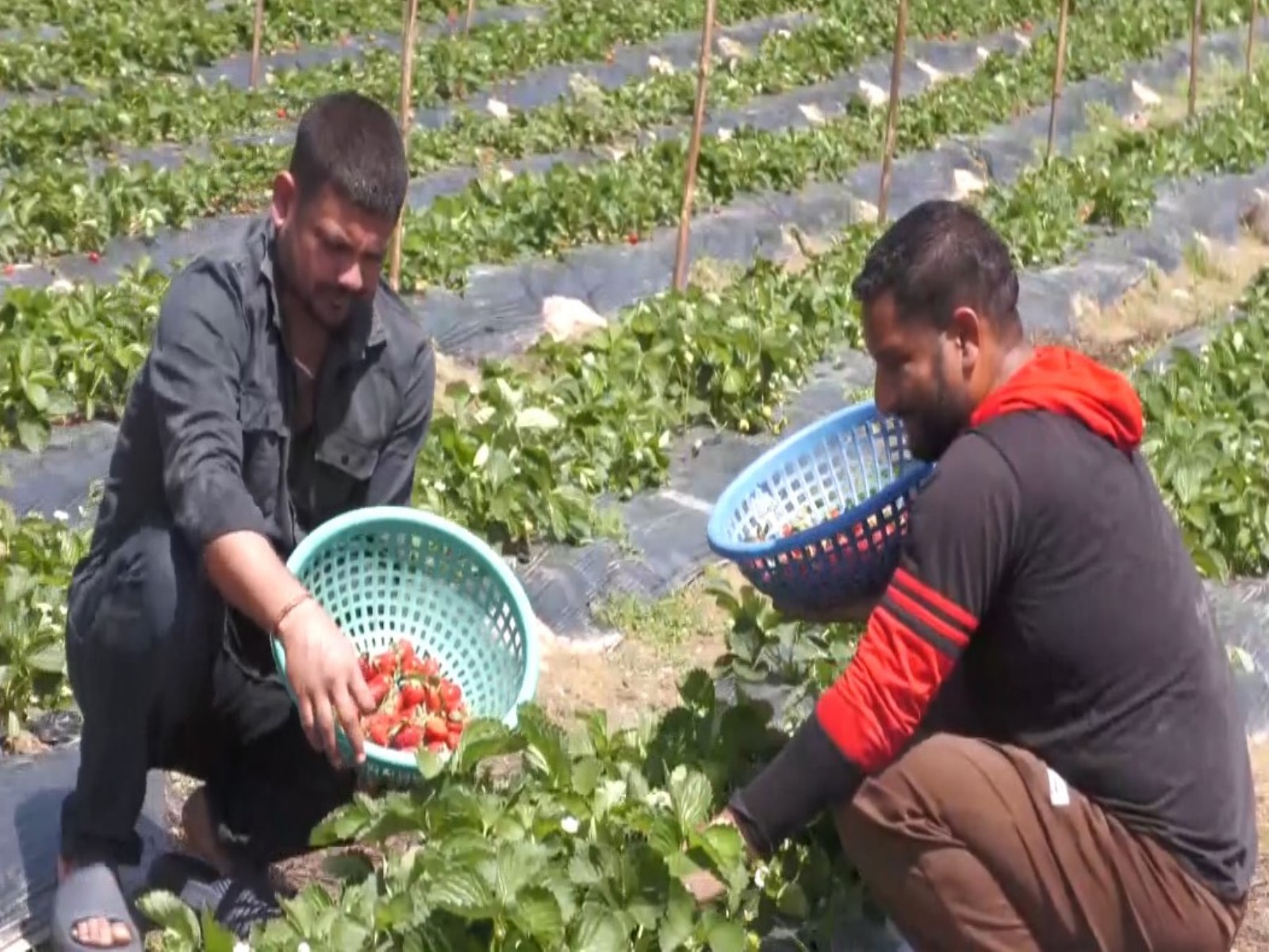 Young farmers engaged in strawberry farming in Udhampur (Photo.ANI)