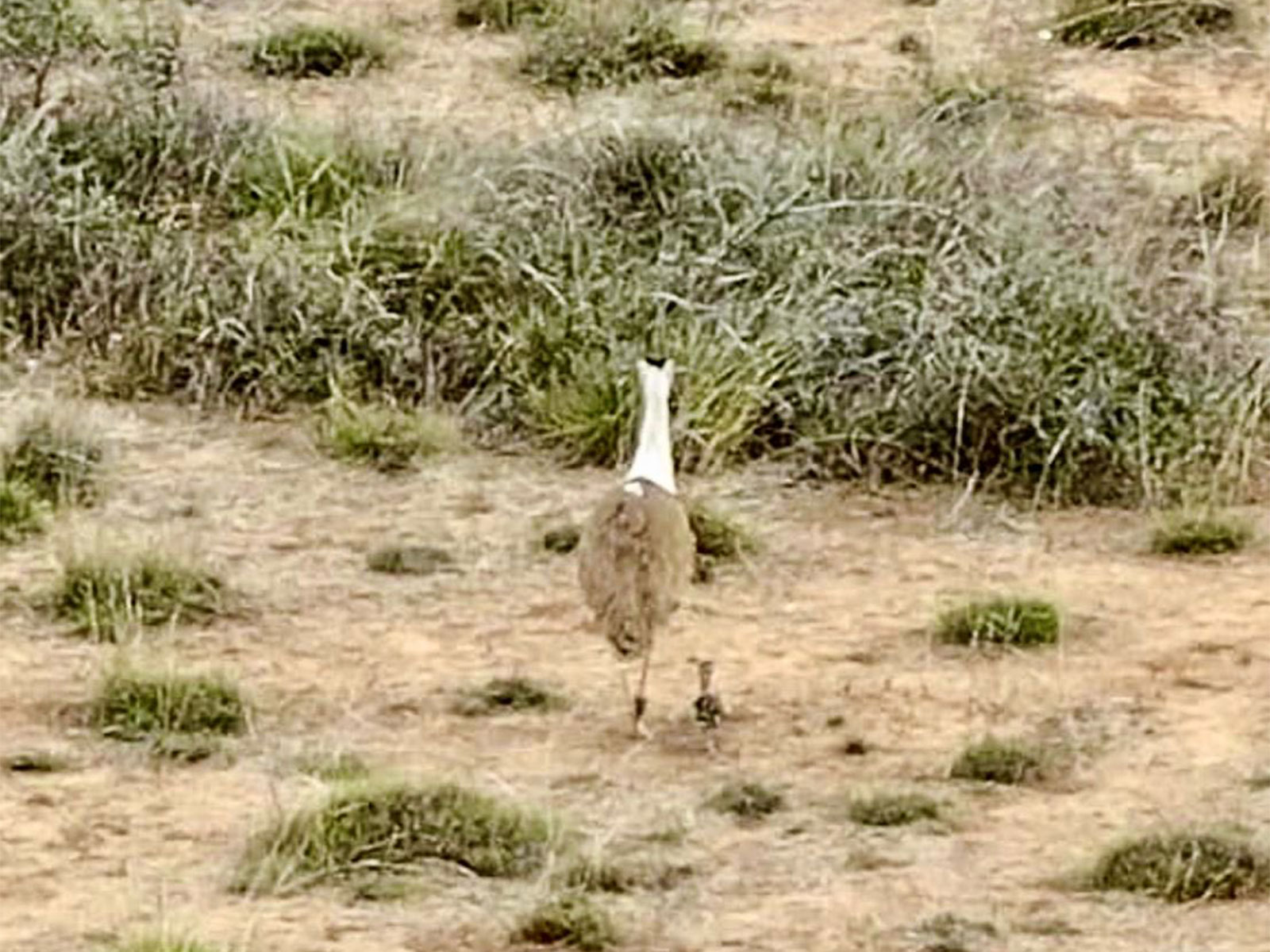 Trans-state Conservation Effort leads to successful hatching of Great Indian Bustard chick in Gujarat after a decade (Photo/@moefcc)