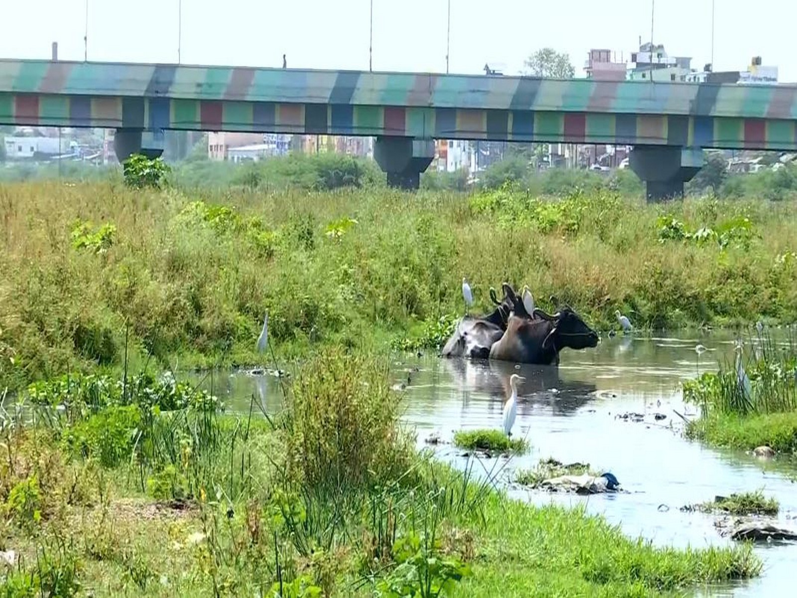 Visual from Vaigai River (Photo/ANI)