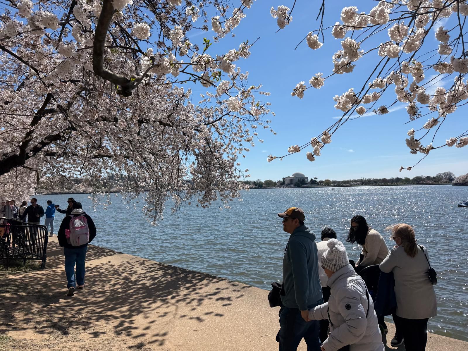 Washington's cherry blossom (Photo/ANI)