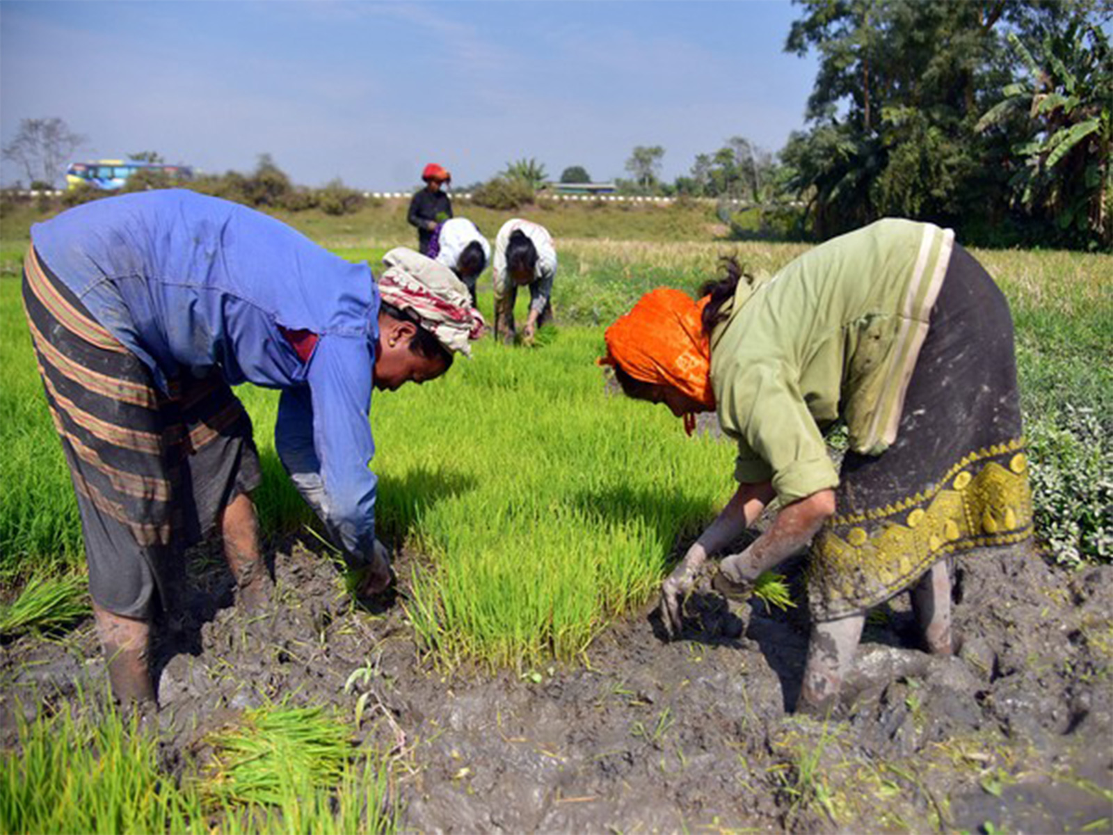Farmers working in fields (ANI/ File Photo)