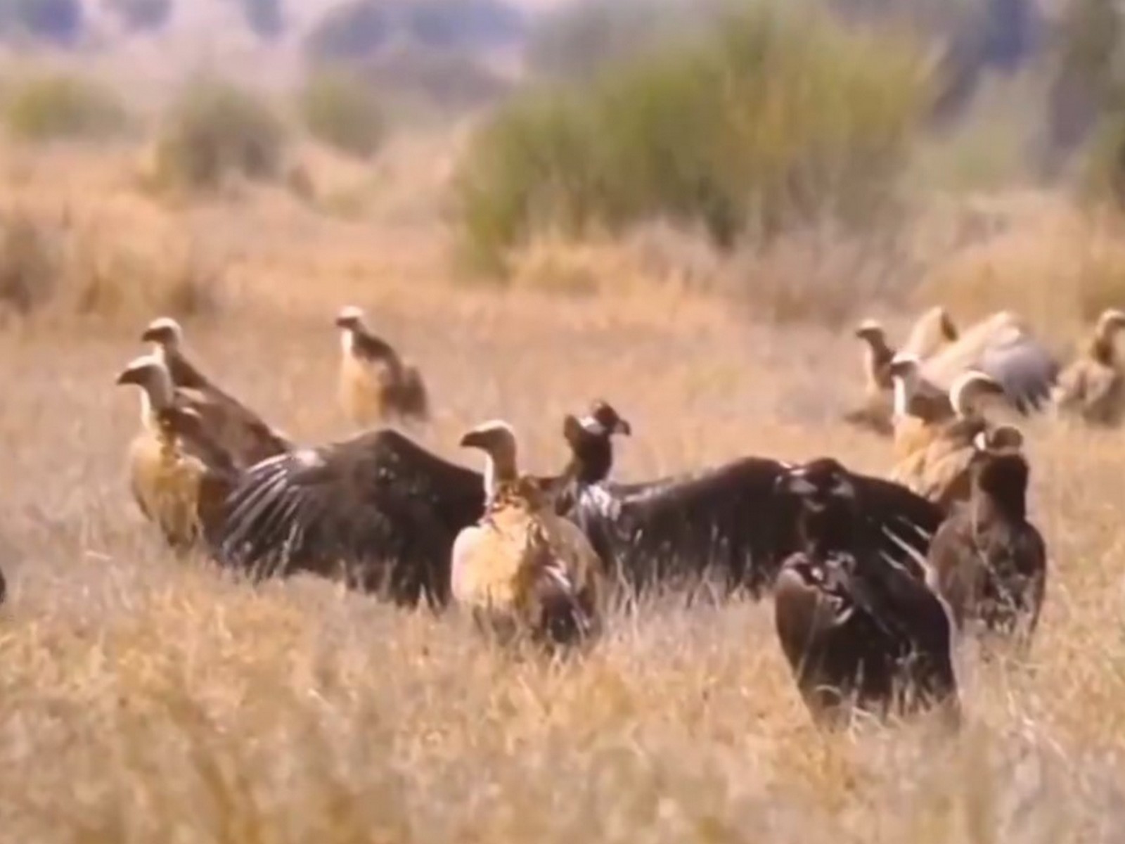 Congregation of Steppe Eagles at Desert National Park in Jaisalmer (Photo/ANI)