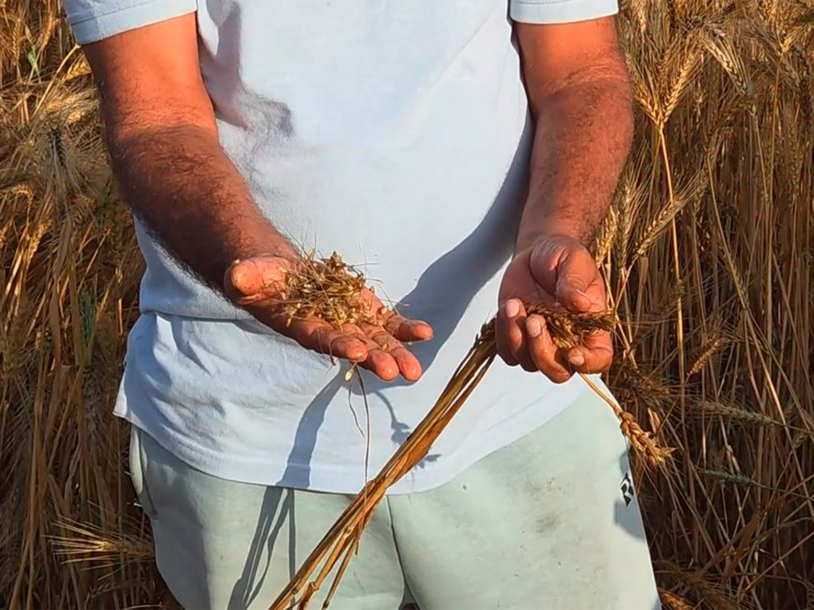 Unseasonal rainfall damages crop (Photo/ANI)