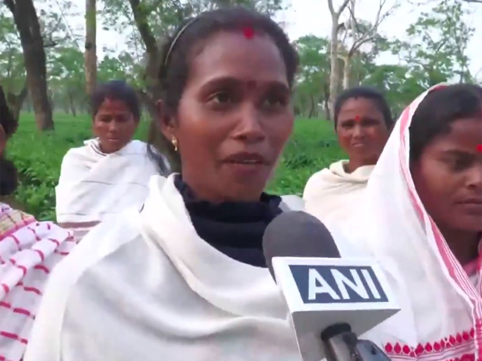 A tea garden worker (Photo/ANI)