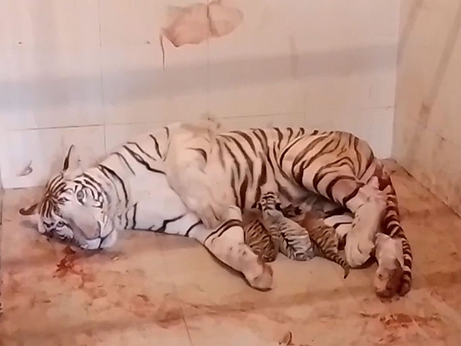 Tigress Meera with cubs (Photo/ANI)