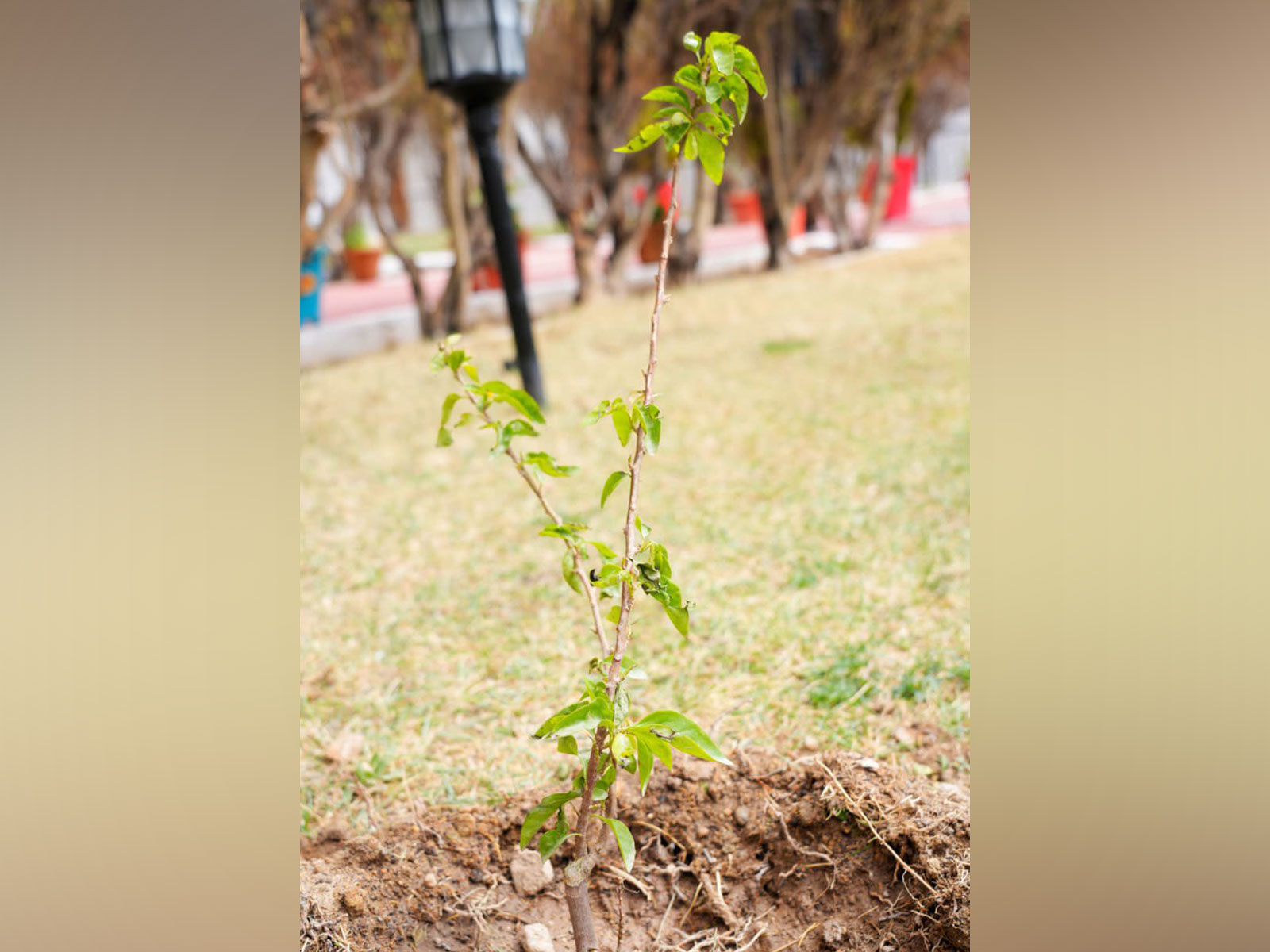 A sapling as part of the planting initiative in Ladakh (Photo/x/@lg_ladakh)