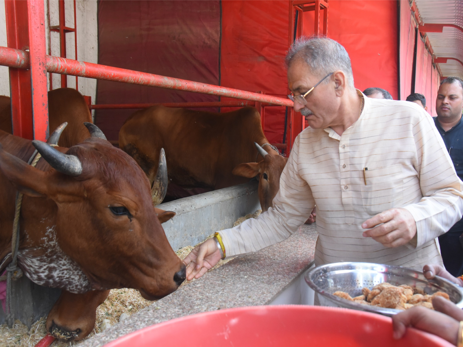 Himachal Pradesh Governor Kavinder Gupta performs Gau Sewa in Dharmasangh Mahavidyalaya at Civil Lines, New Delhi (Photo/ANI)