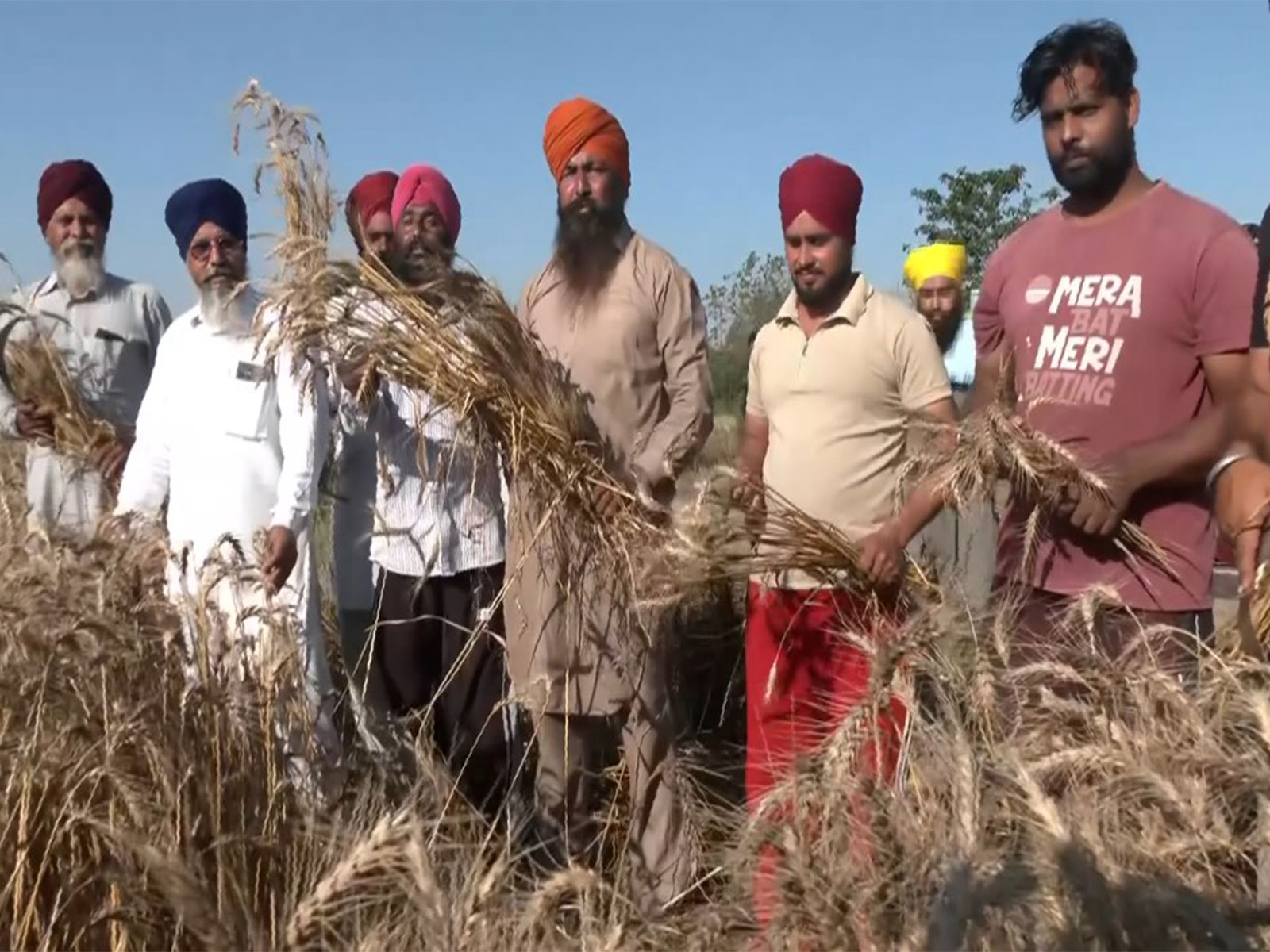 Punjab farmers celebrating Vaisakhi in wheat fields (Photo/ANI)
