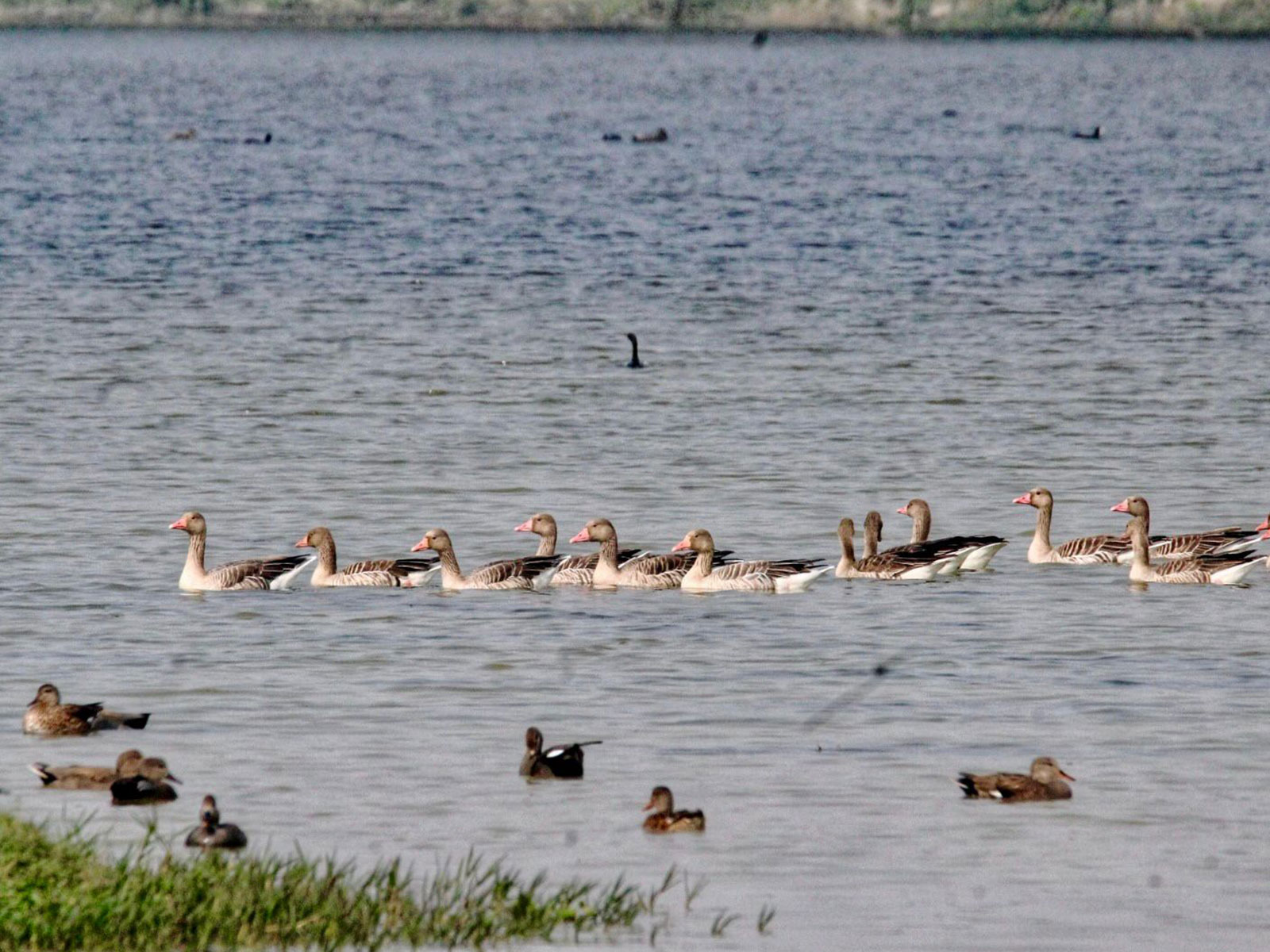 Shekha Jheel Bird Sanctuary, Aligarh. (Photo/X@CMOfficeUP)