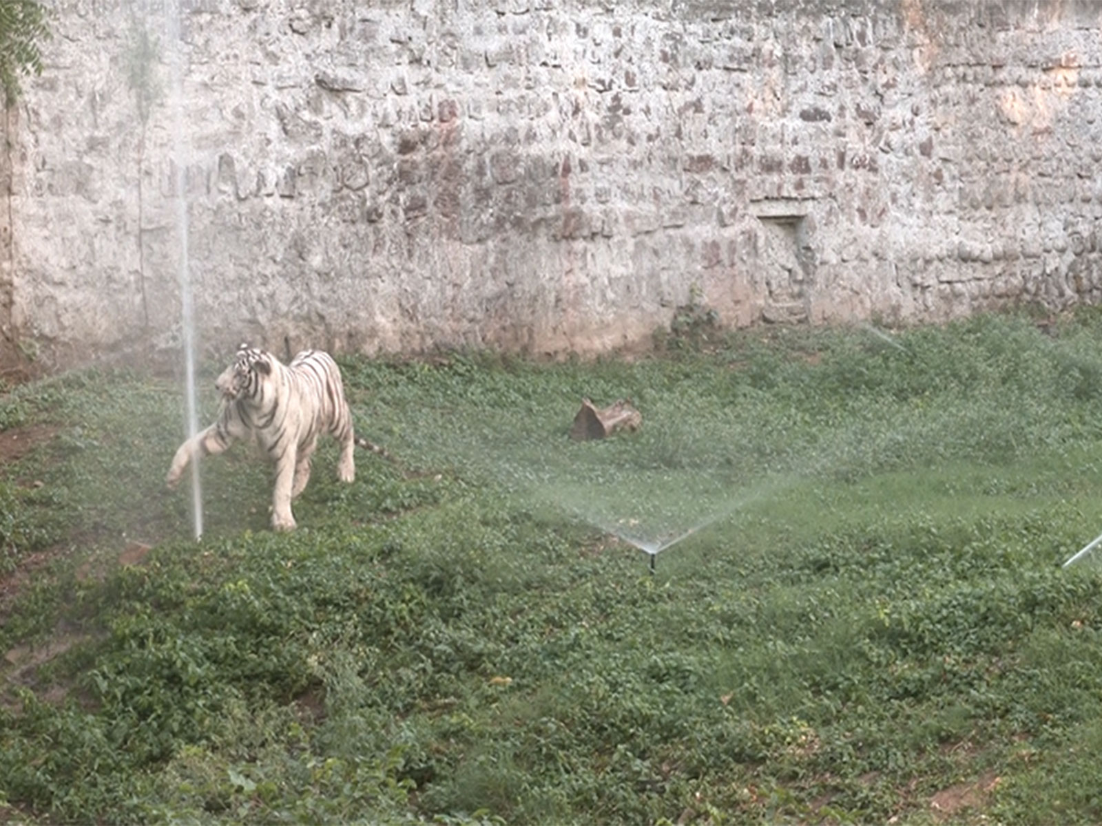 Tiger playing with water sprinkler inside the enclosure at Gwalior Zoo (Photo/ANI)