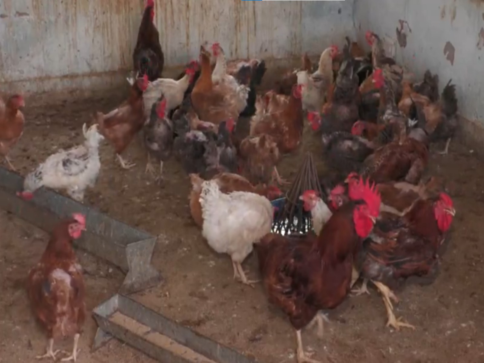 J-K Udhampur poultry farms take preventive steps (Photo/ANI)