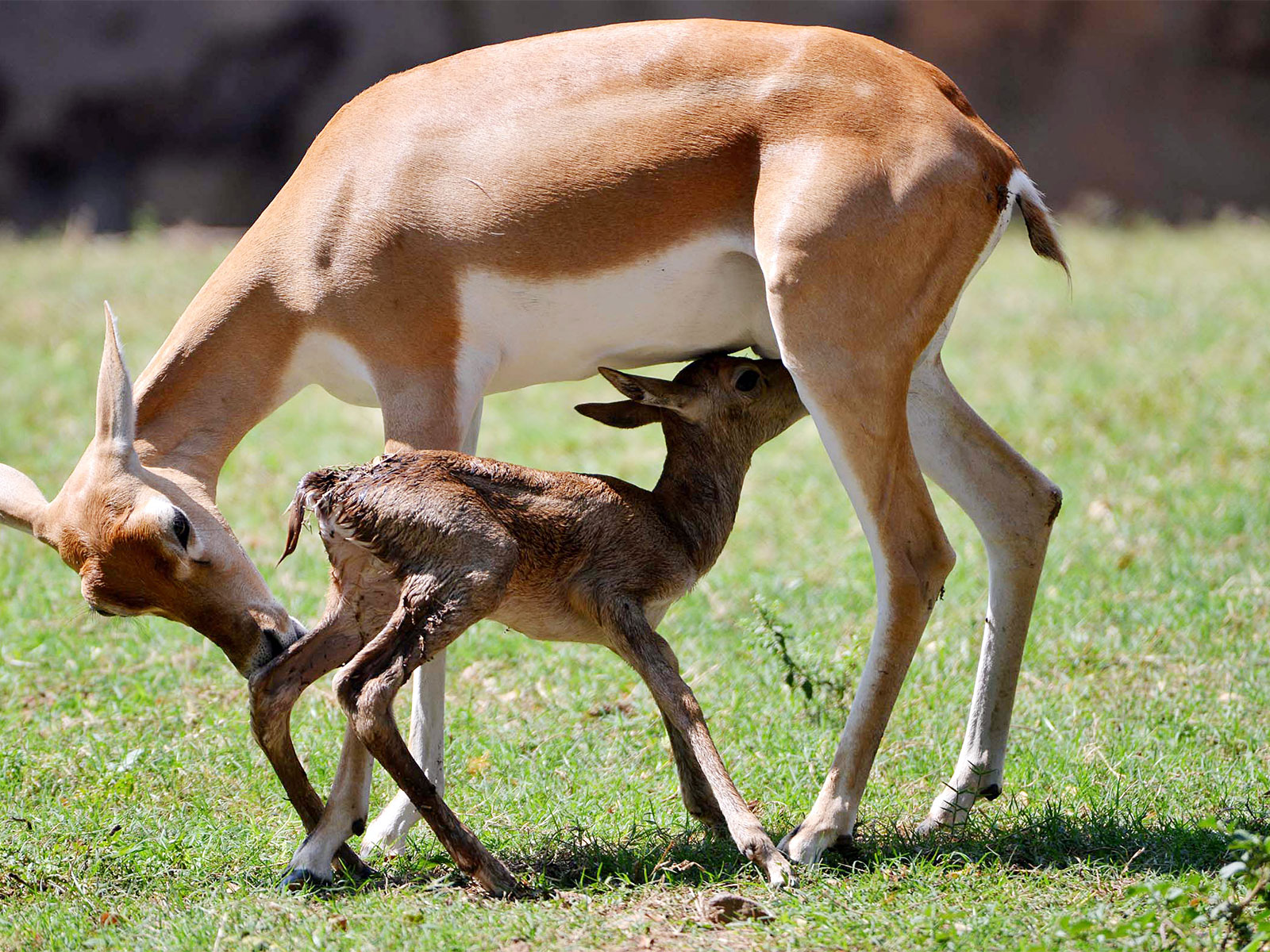 Representative image (File Photo/ANI)