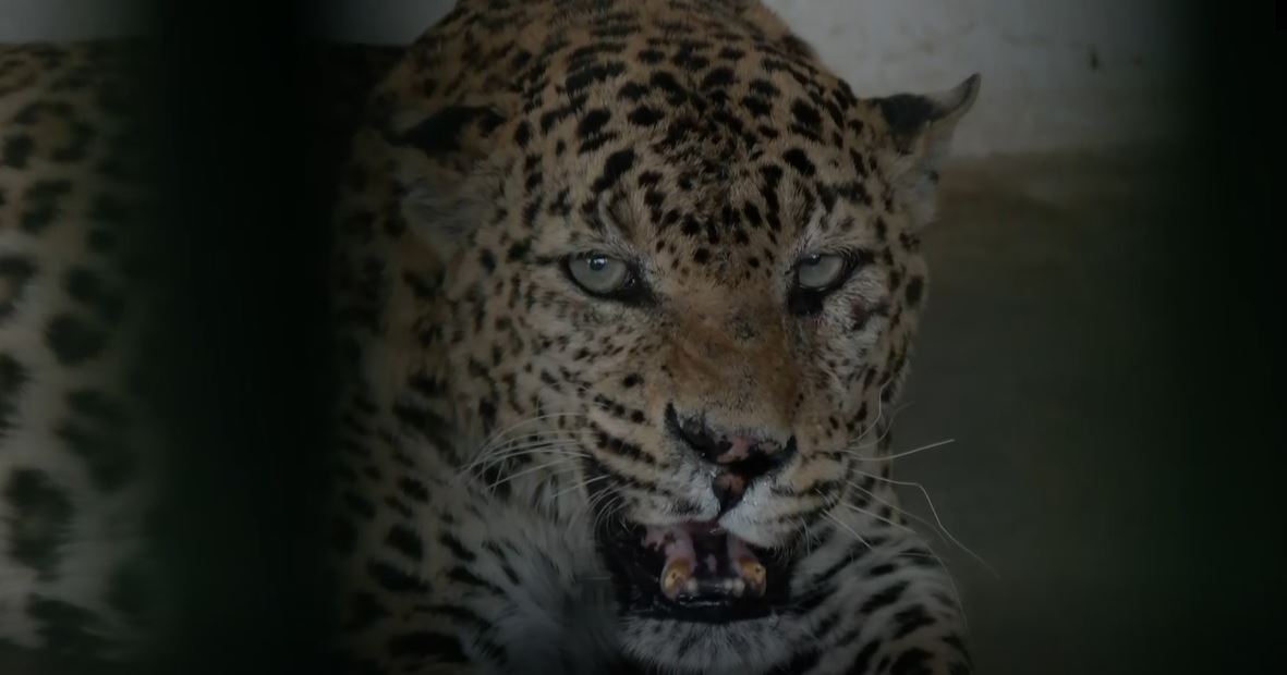 Animal of Nahargarh Biological Park (Photo/ANI)