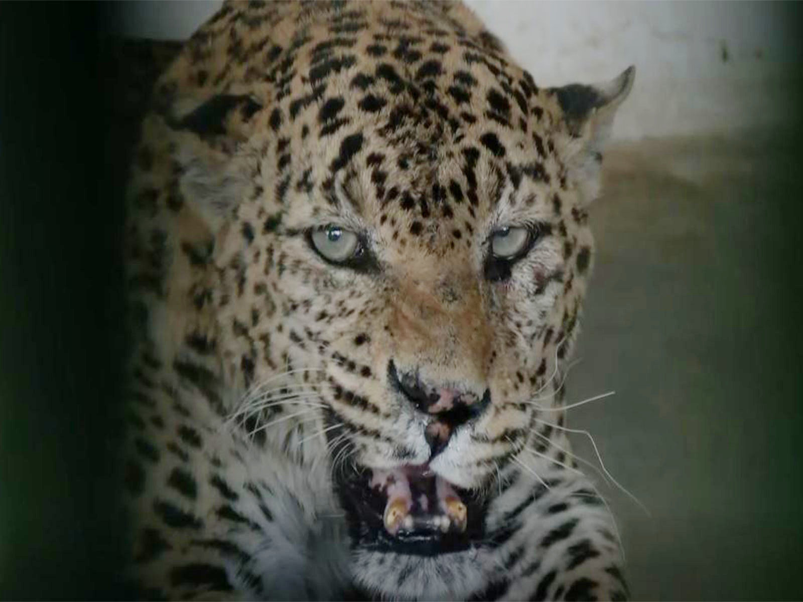 Animal of Nahargarh Biological Park (Photo/ANI)