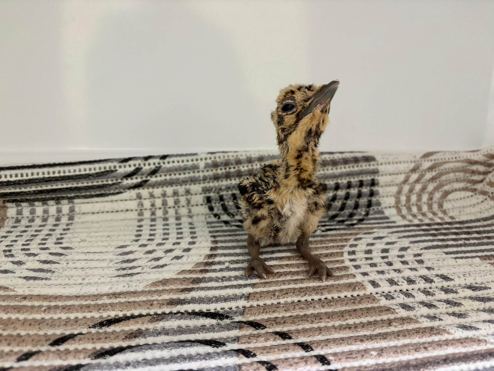 A critically endangered Godawan, or Great Indian Bustard (GIB) chick (Photo/ Wildlife Institute on India)