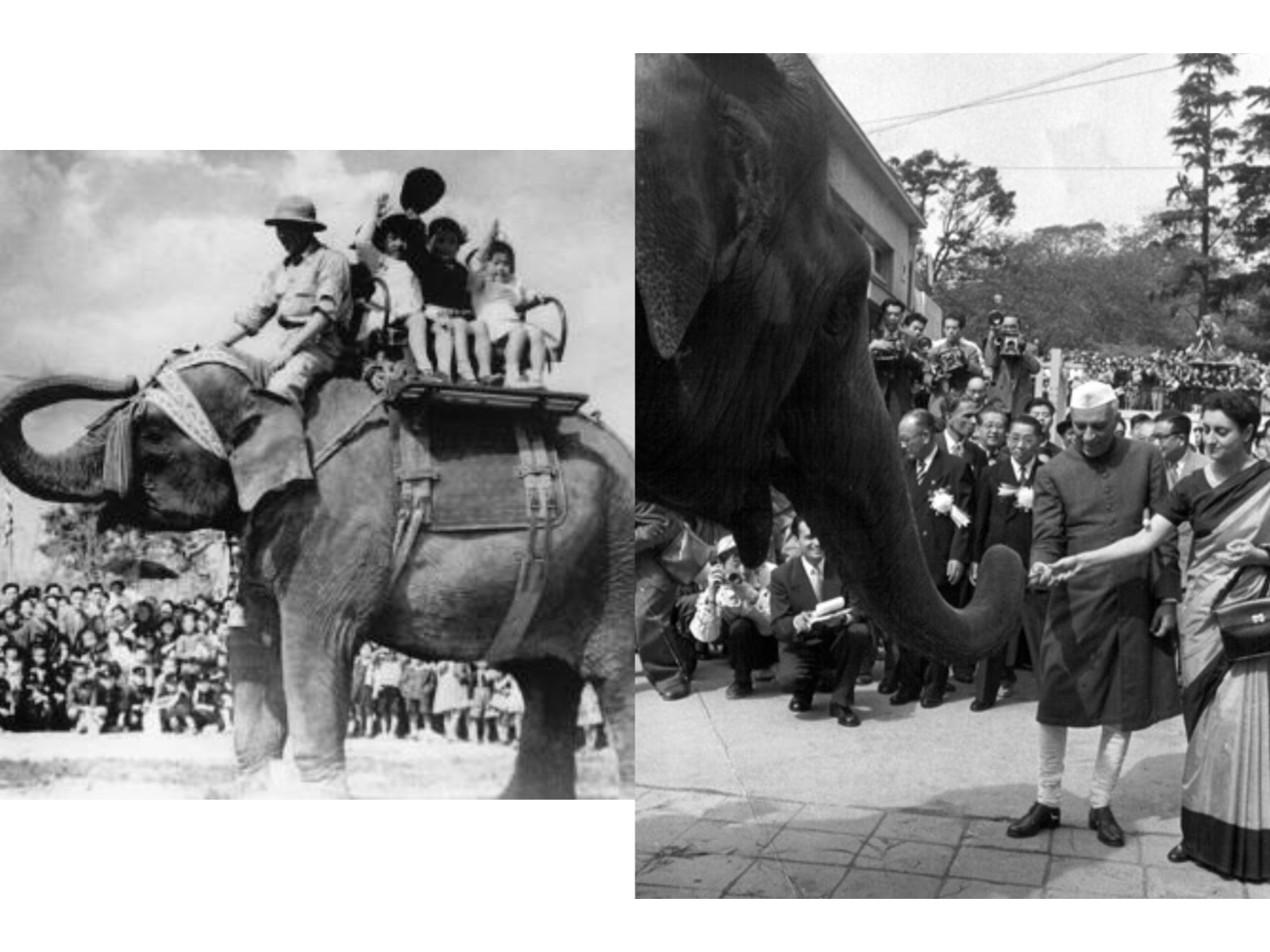 Indira the "magnificent elephant of exemplary behaviour." (Photo/X/IndianEmbTokyo)