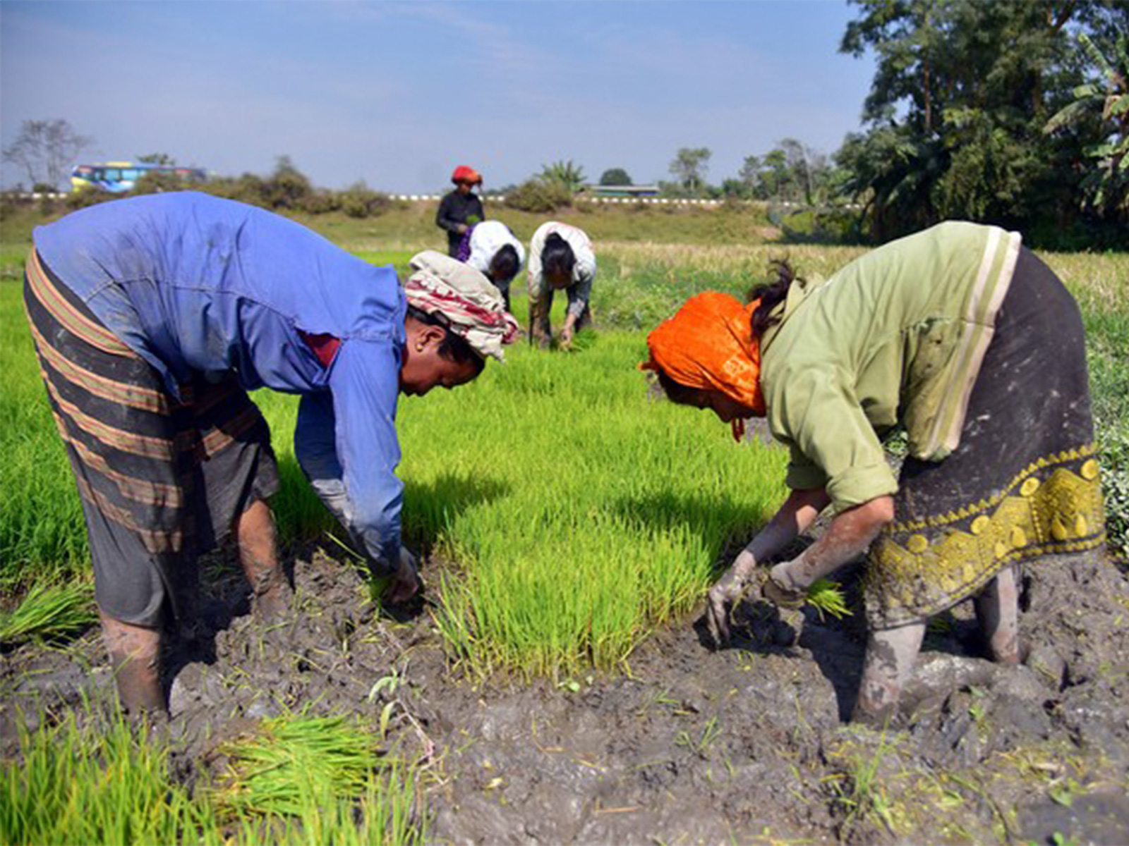 Farmers working in fields (ANI/ File Photo)