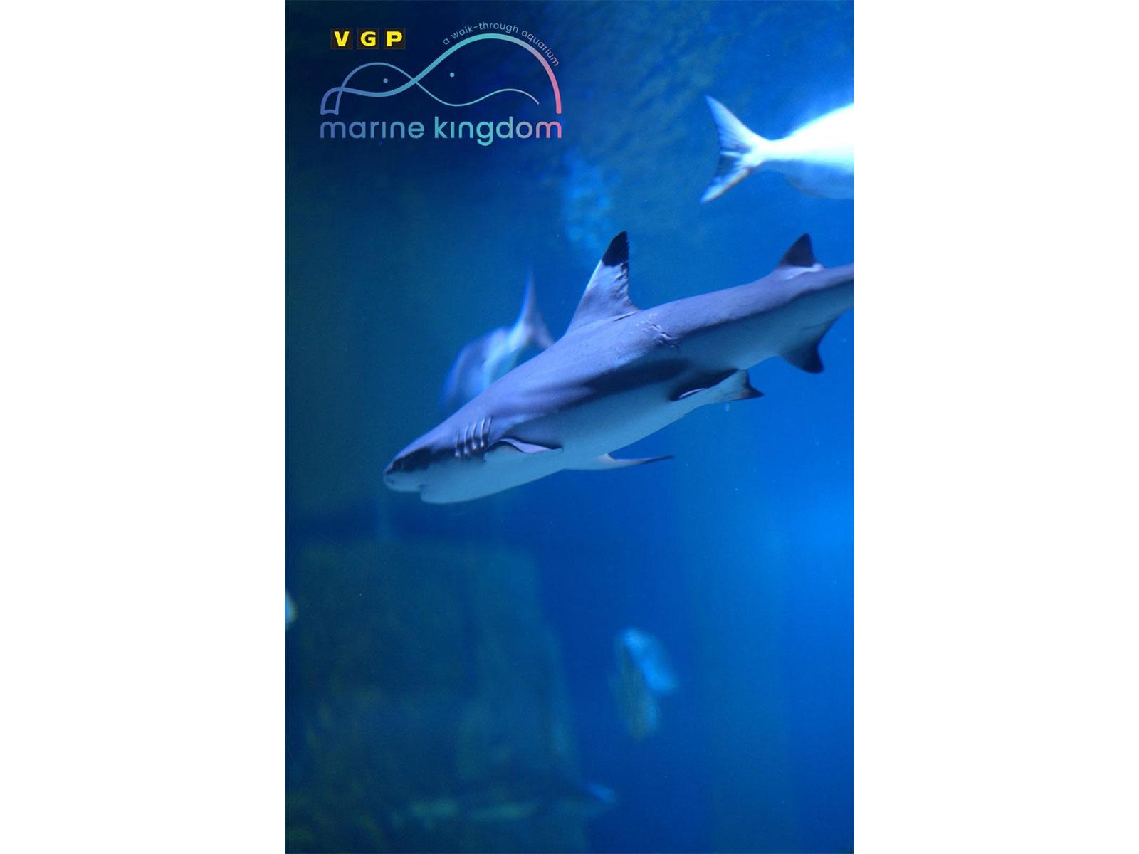 VGP Marine Kingdom Records Rare Bamboo Shark Breeding in India