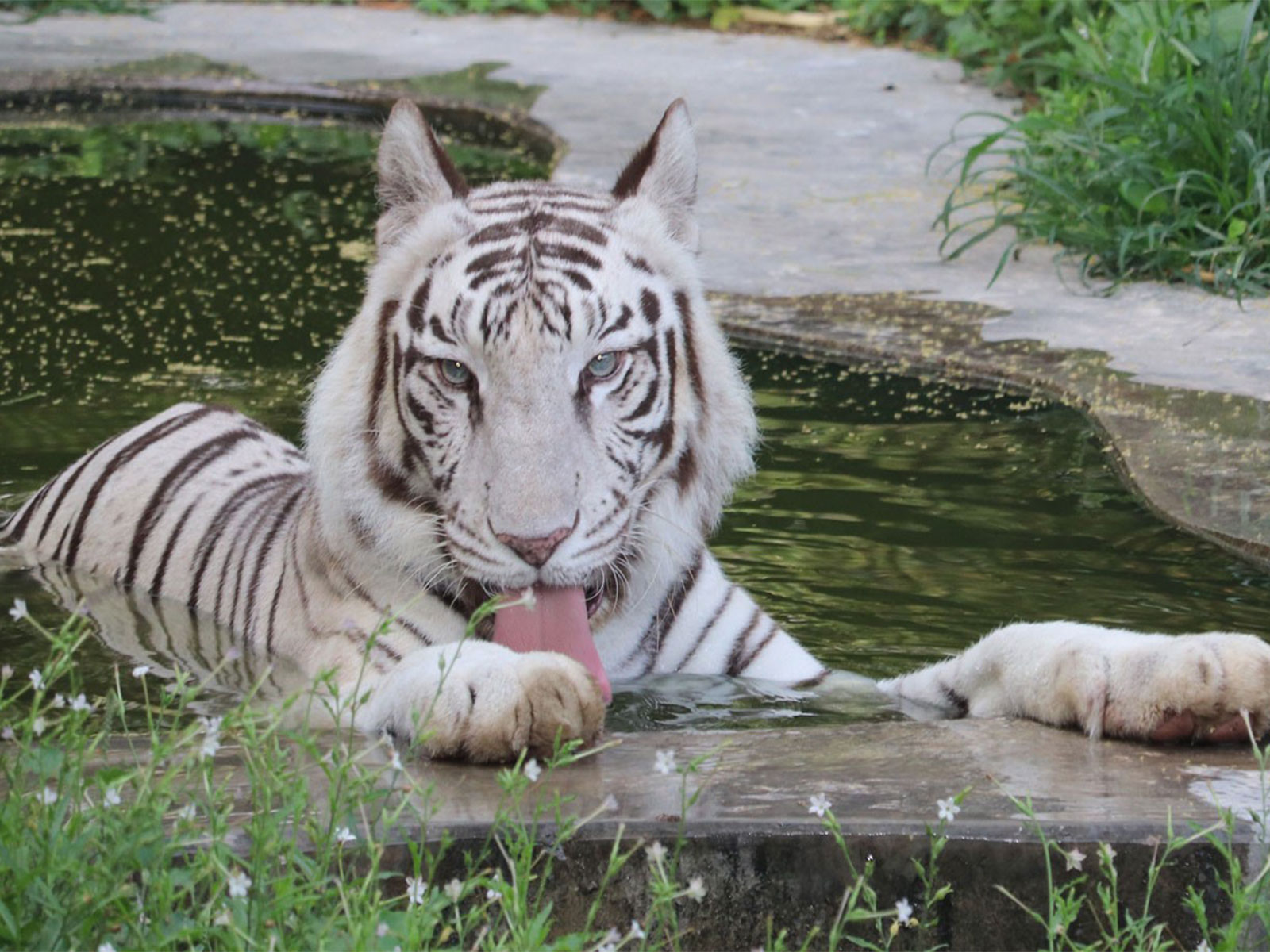 White Royal Bengal Tiger (Photo/National Zoological Park)