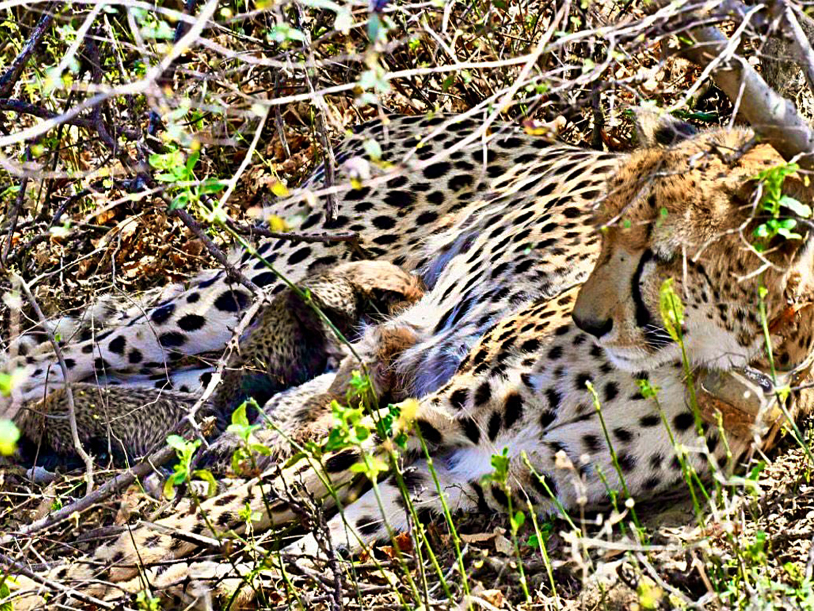 Cheetah with cubs (File photo / ANI)