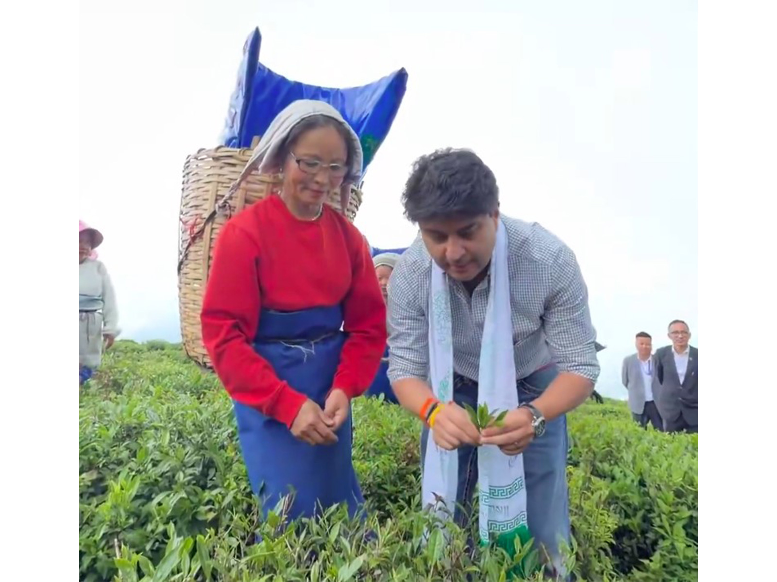 Union Minister Jyotiraditya Scindia plucks tea leaves, interacts with workers at Sikkim's Temi Tea Garden (Photo/X@JM_Scindia)