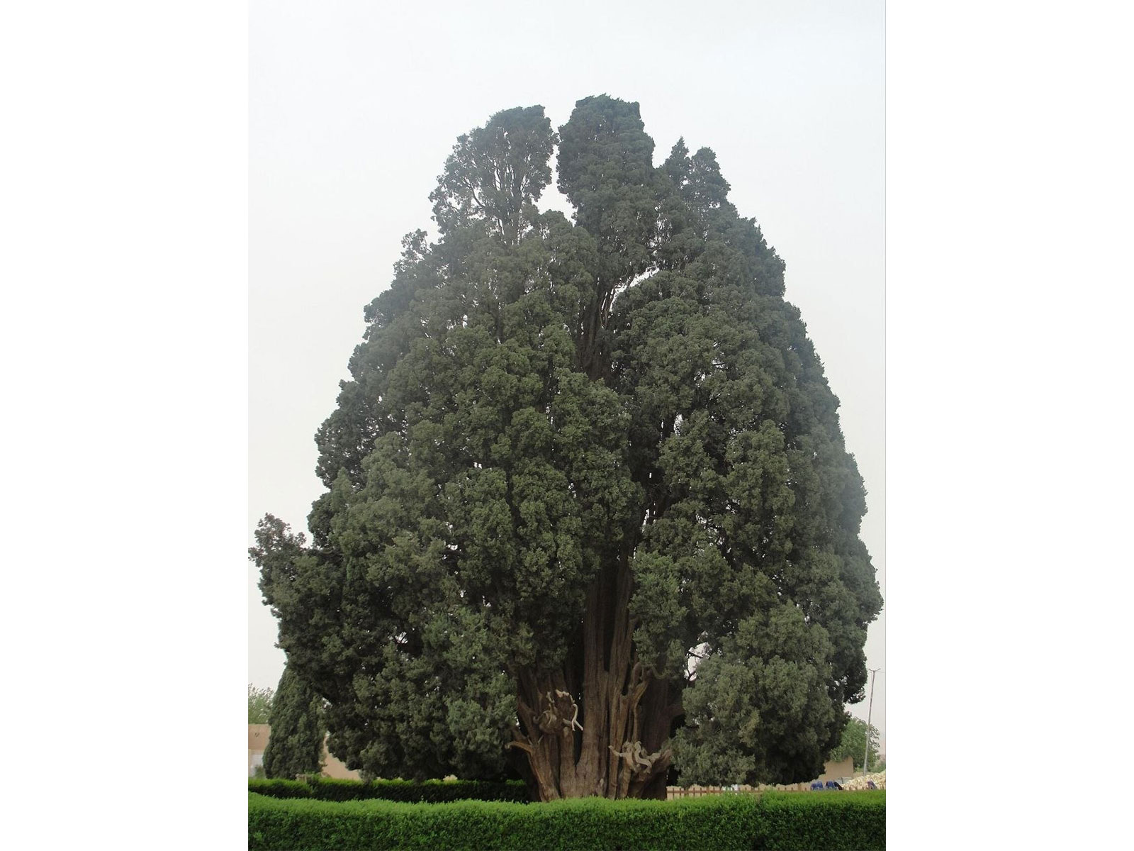 The 'ancient" Abarkuh cypress tree mentioned in Pezeshkian's X post (Photo/X/@drpezeshkian)