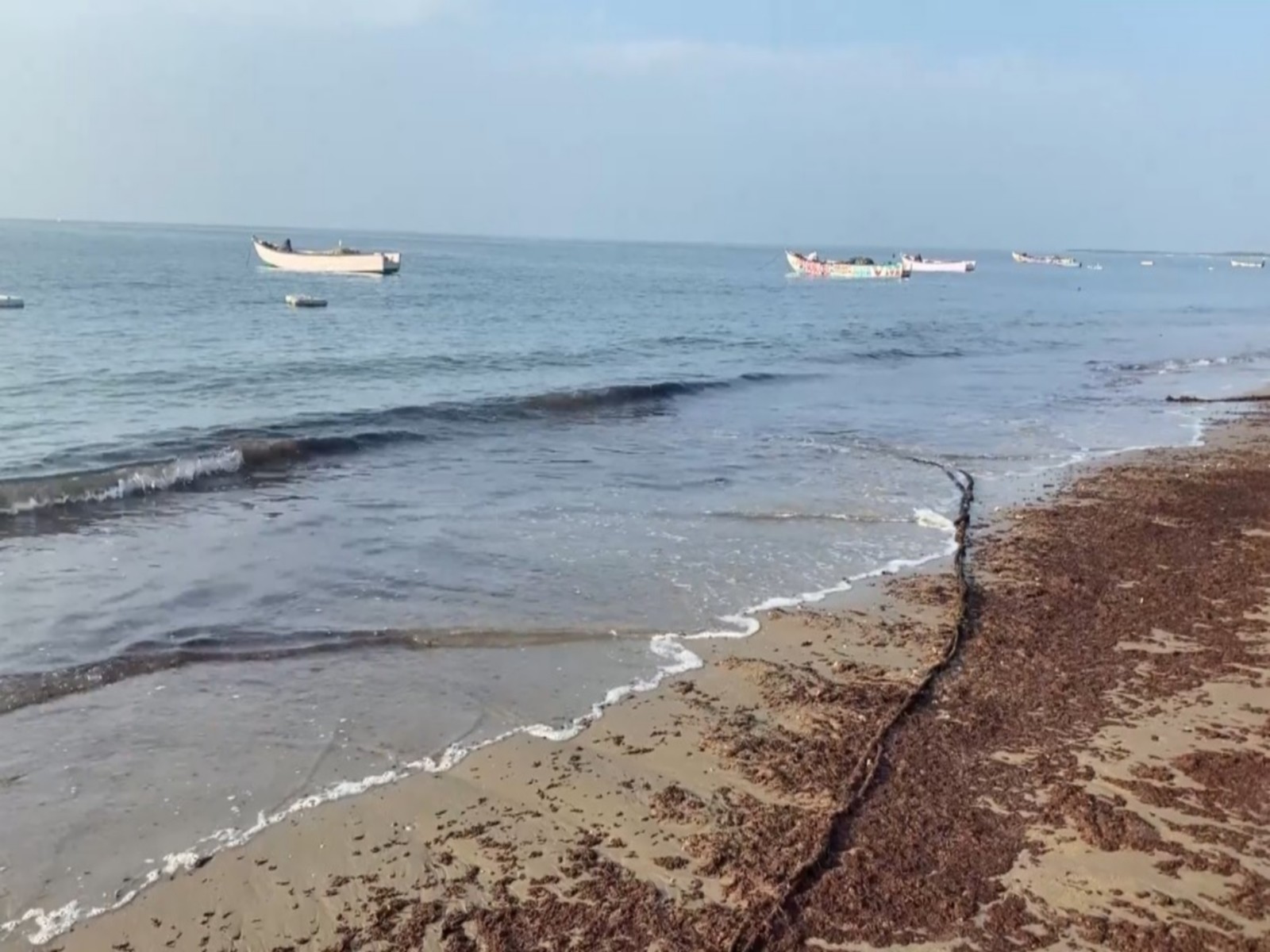 Visual of seaweed deposited on a beach in Thoothukudi 