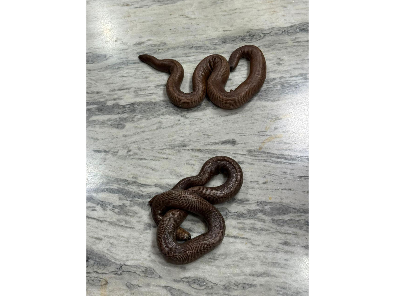 Red Sand Boa snakes found in accused's bag (Photo/ANI)