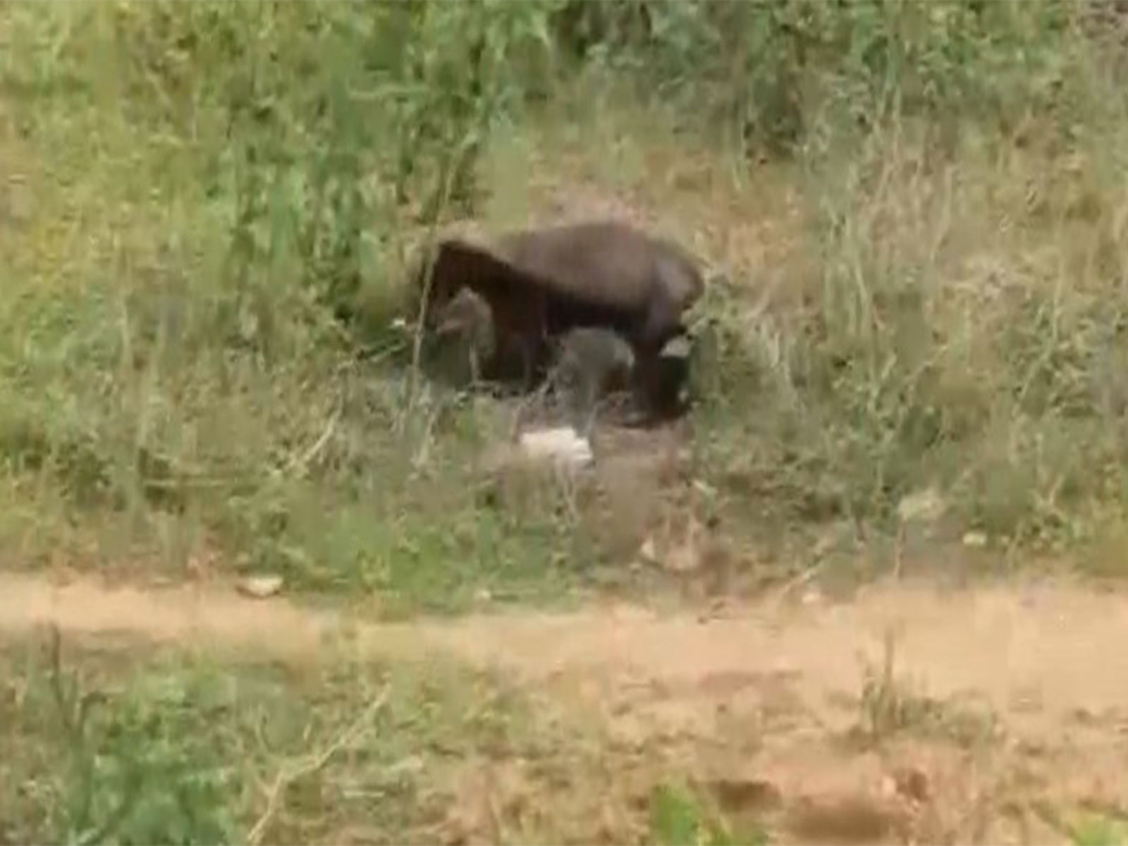 The Honey Badger spotted in Odisha's Mayurbhanj (Photo/Forest department)