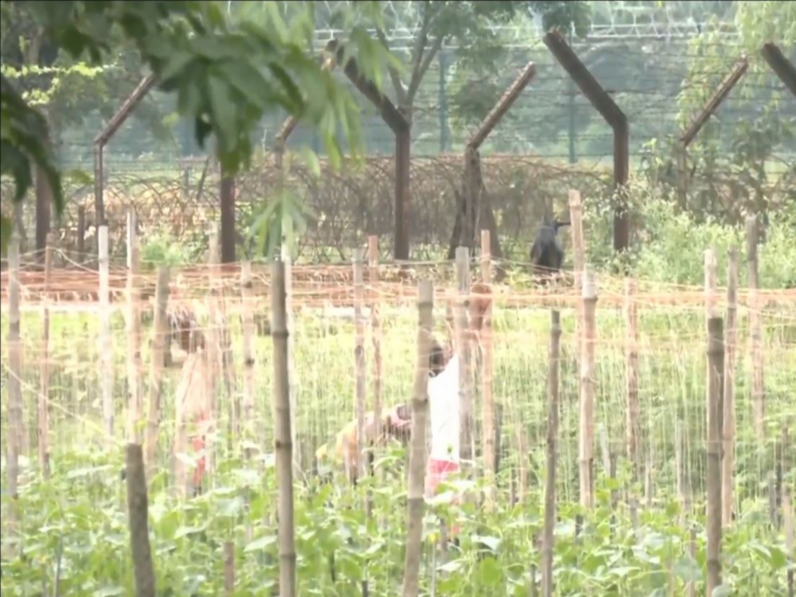 Visual from the border town of Phansidewa, where fencing has started after the West Bengal government handed over 27 km of land to Border Security Force (BSF) for fencing the India-Bangladesh border (Photo/ANI)