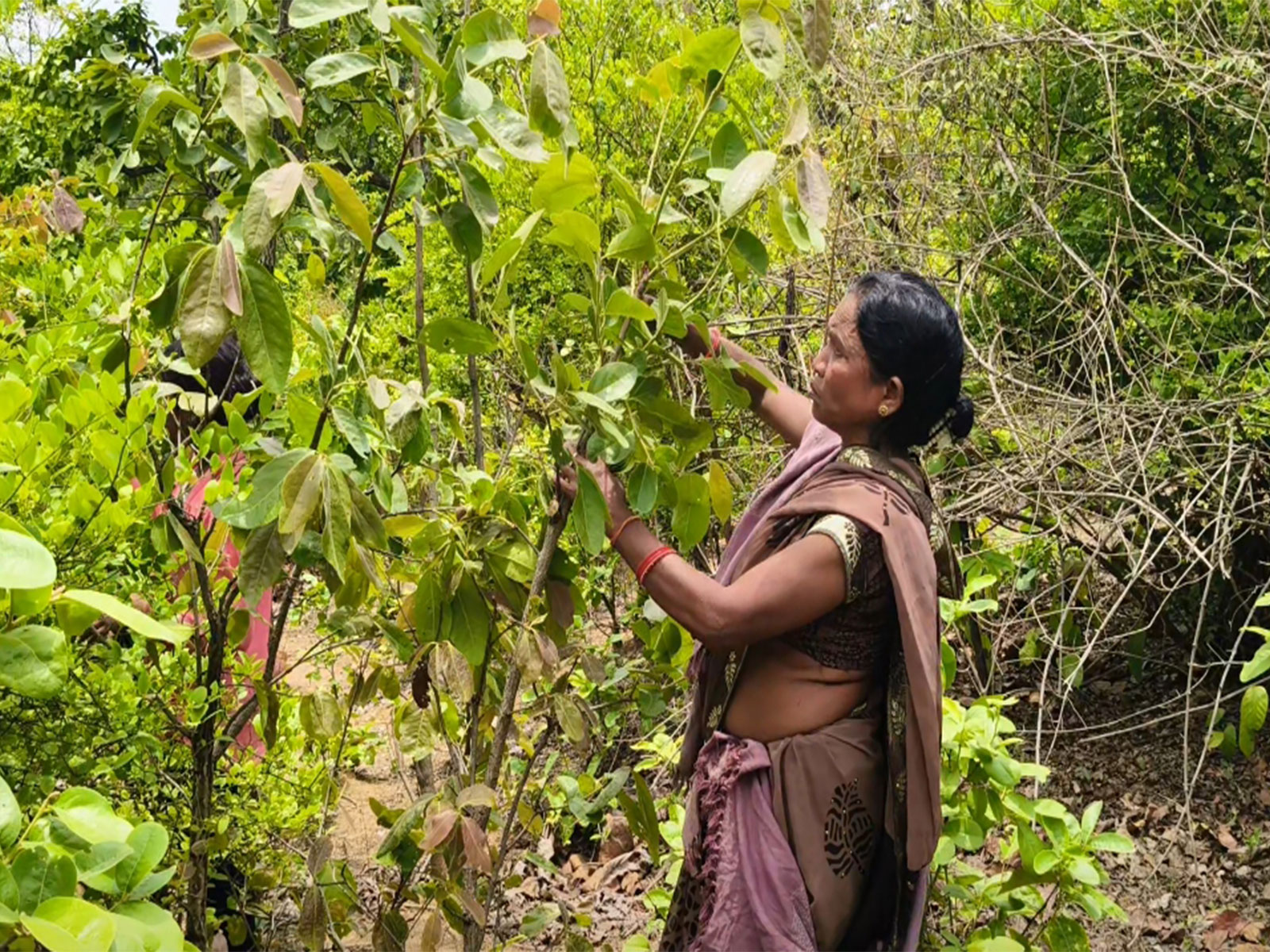 Tendu leaf scheme boosts rural incomes in Balrampur (Photo/ANI)