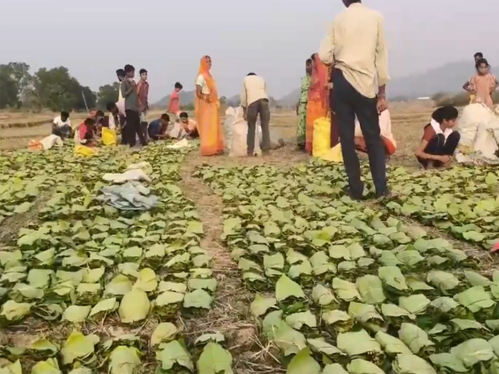 Collectors gather tendu leaves (Photo/ANI)