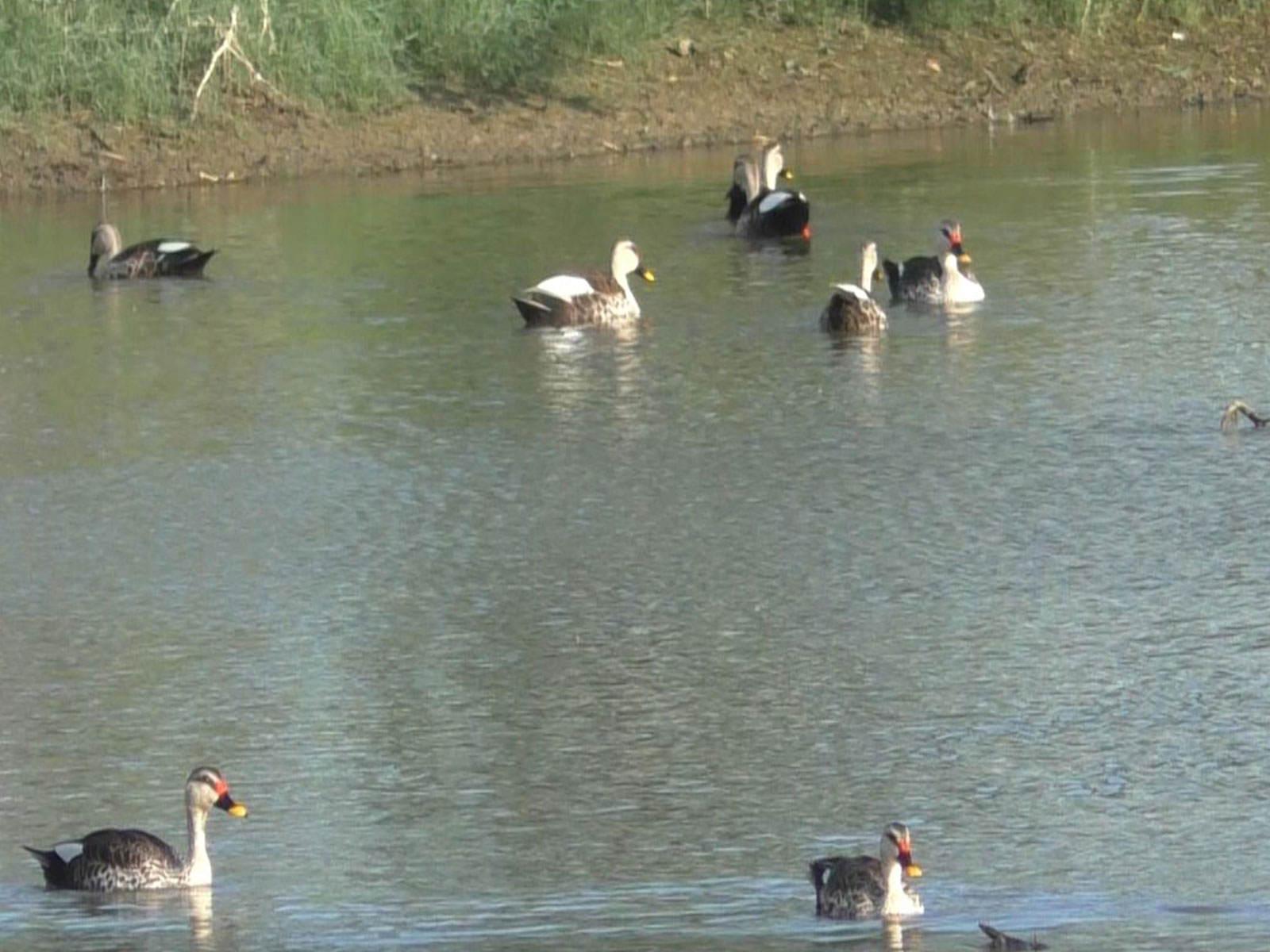 Indian spot-billed ducks spotted (Photo/ANI)