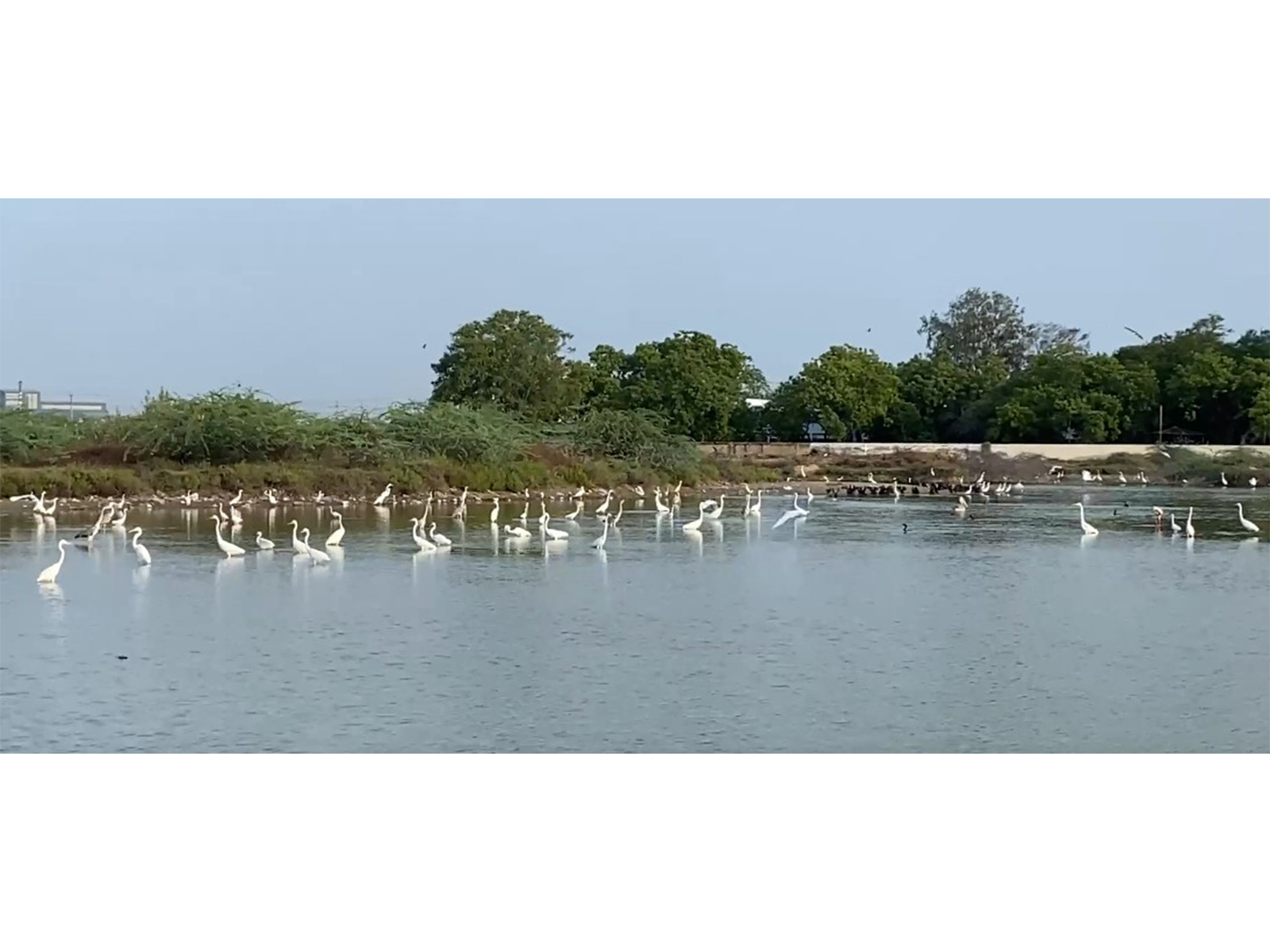 Water birds at Thoothukudi coast (Photo/ANI)