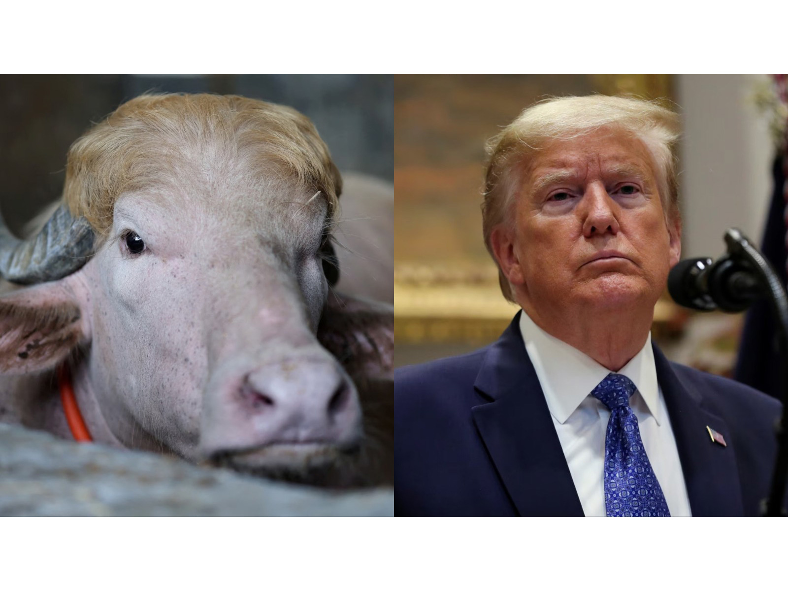 An albino buffalo nicknamed 'Donald Trump' gained viral attention online over its resemblance to US President Donald Trump ahead of Eid al-Adha. (Photo/Reuters)