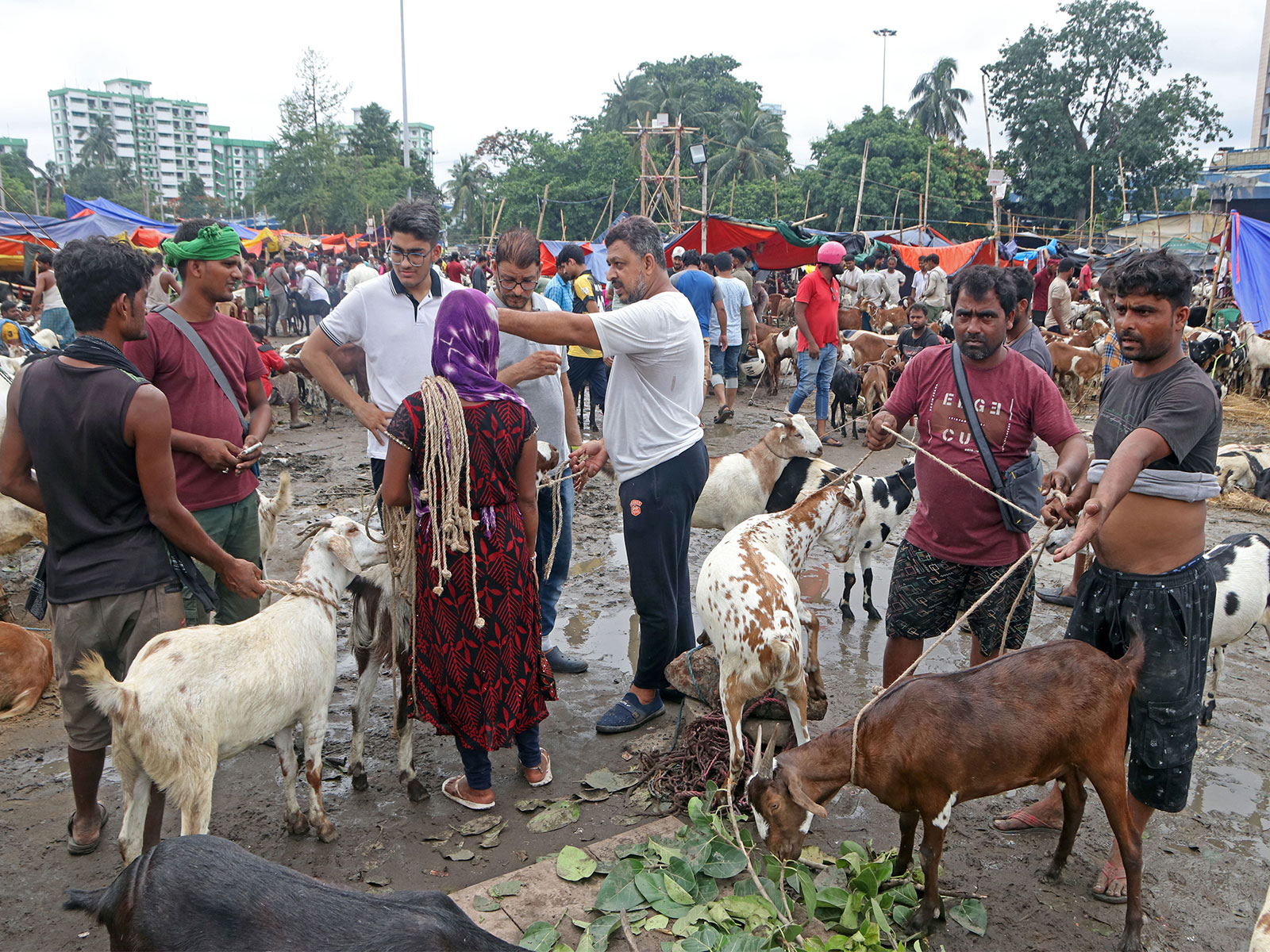 People shop for goats in Kolkata ahead of Bakrid (Photo/ANI) 