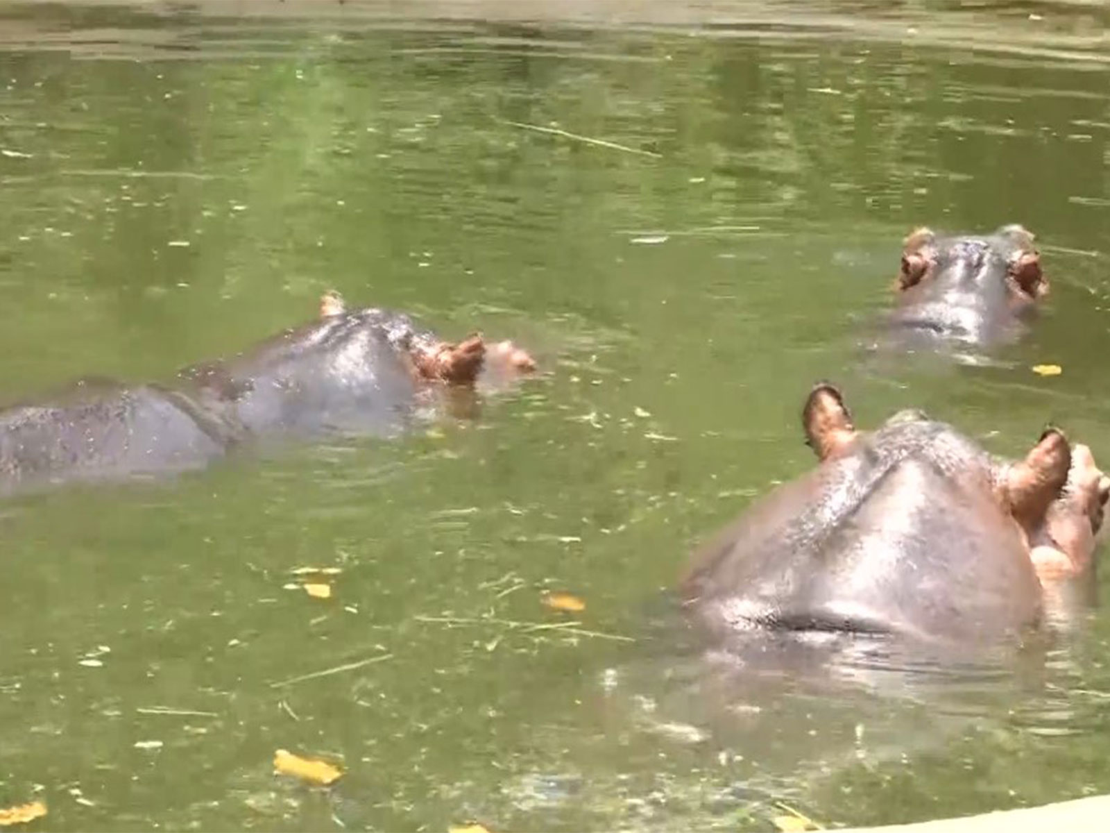 Visual from the Ranchi zoo (Photo/ANI)