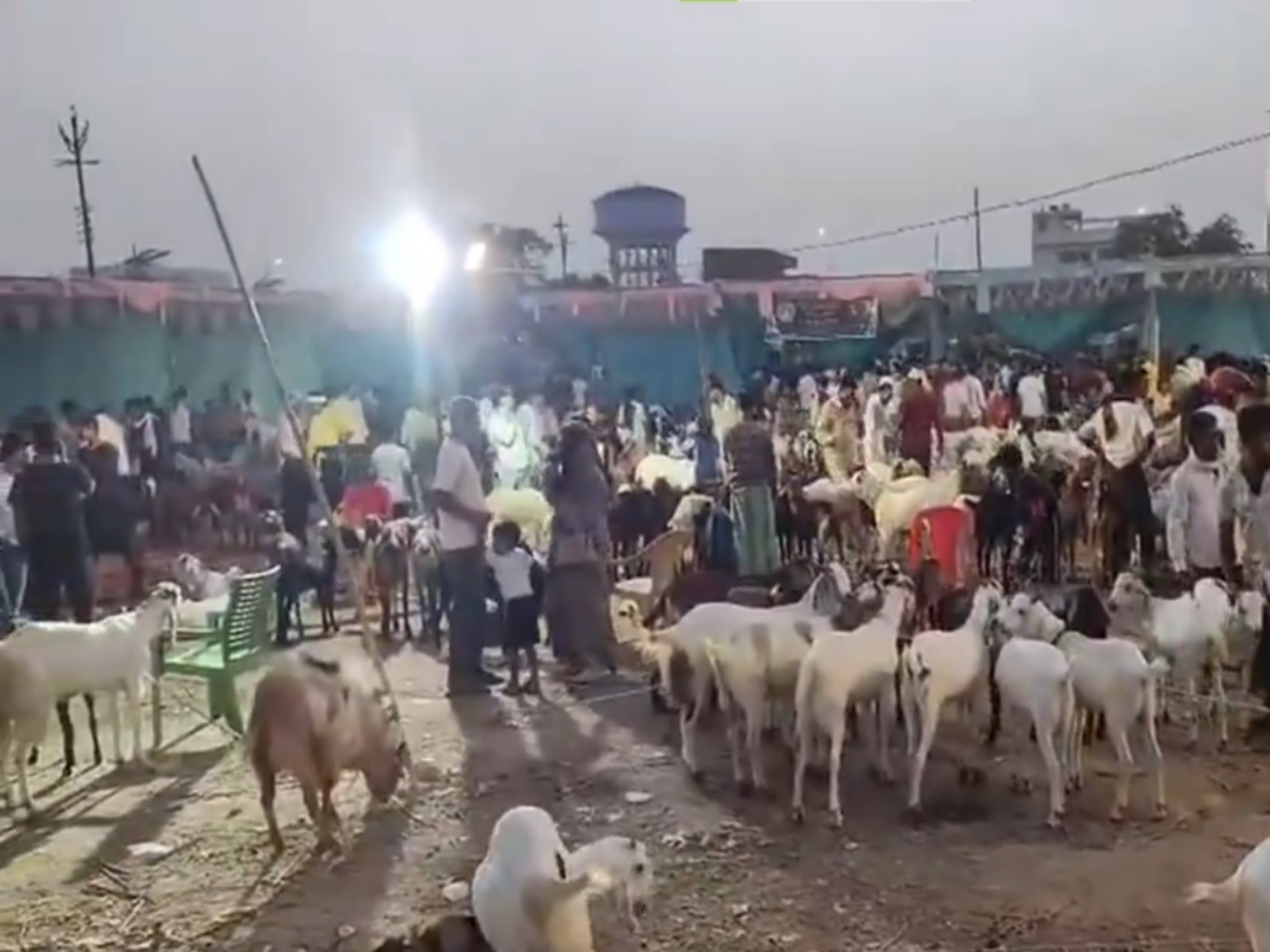 Lucknow goat markets witness rush ahead of Eid-ul-Adha (Photo/ANI)