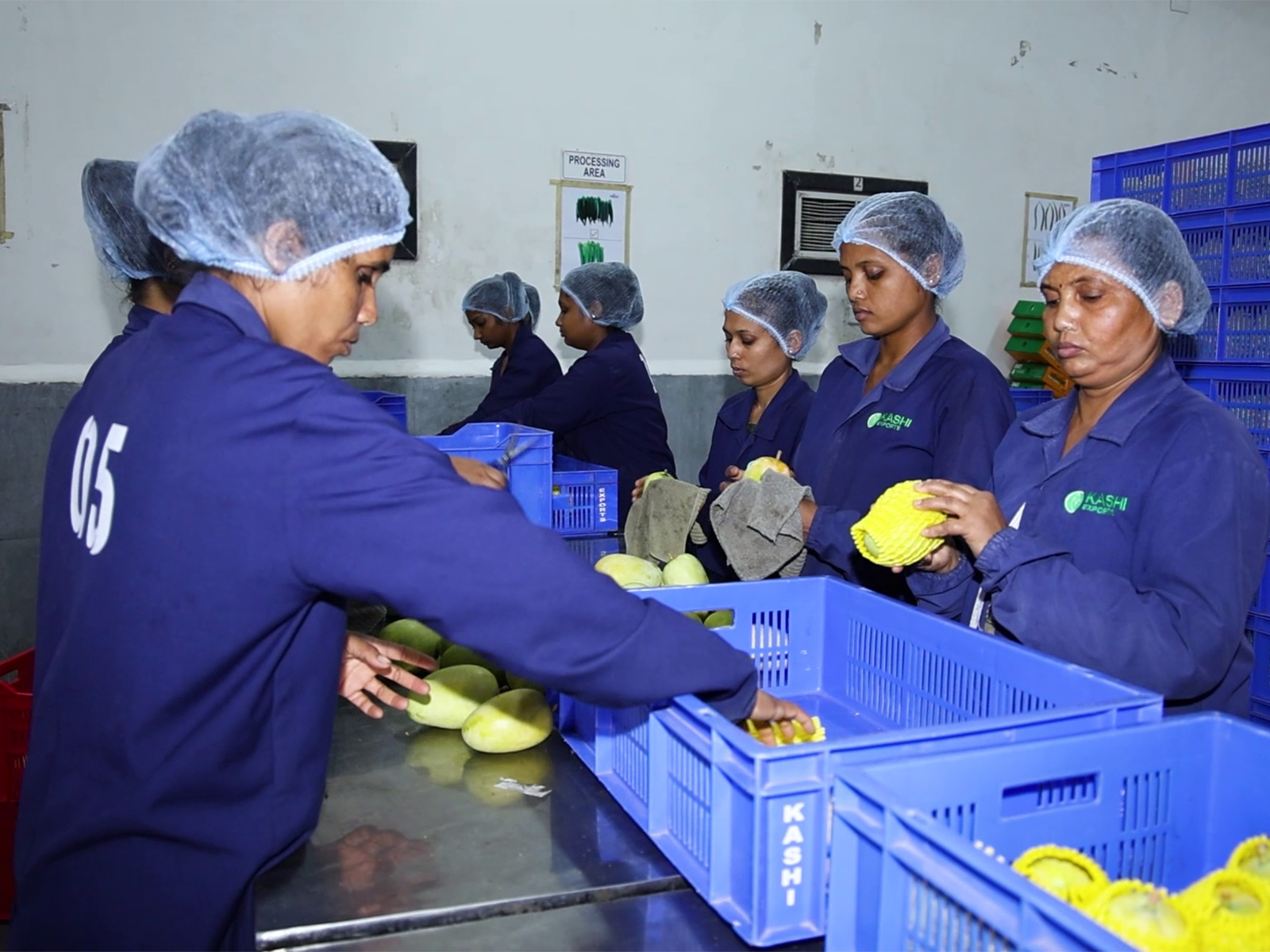 Gujarat: Workers sort and process mangoes at a facility (Photo/ANI)