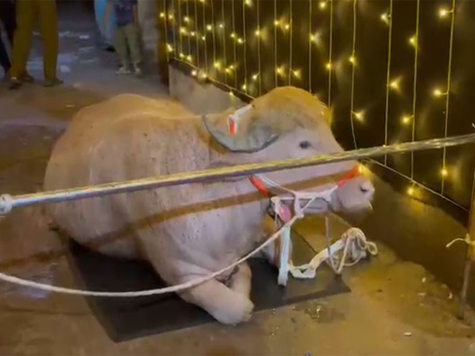 Buffalo brought for Qurbani gains viral attention due to its resemblance to US President Donald Trump (Photo/ANI)