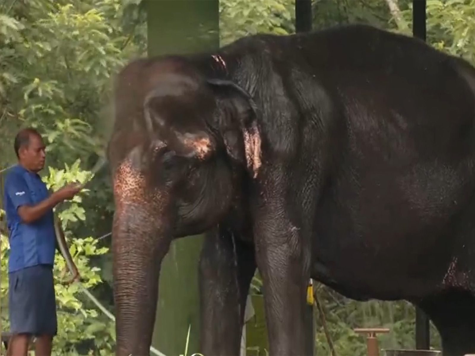 Heatwave protective measure for elephant at Nandankanan Zoological Park (Photo/ANI)