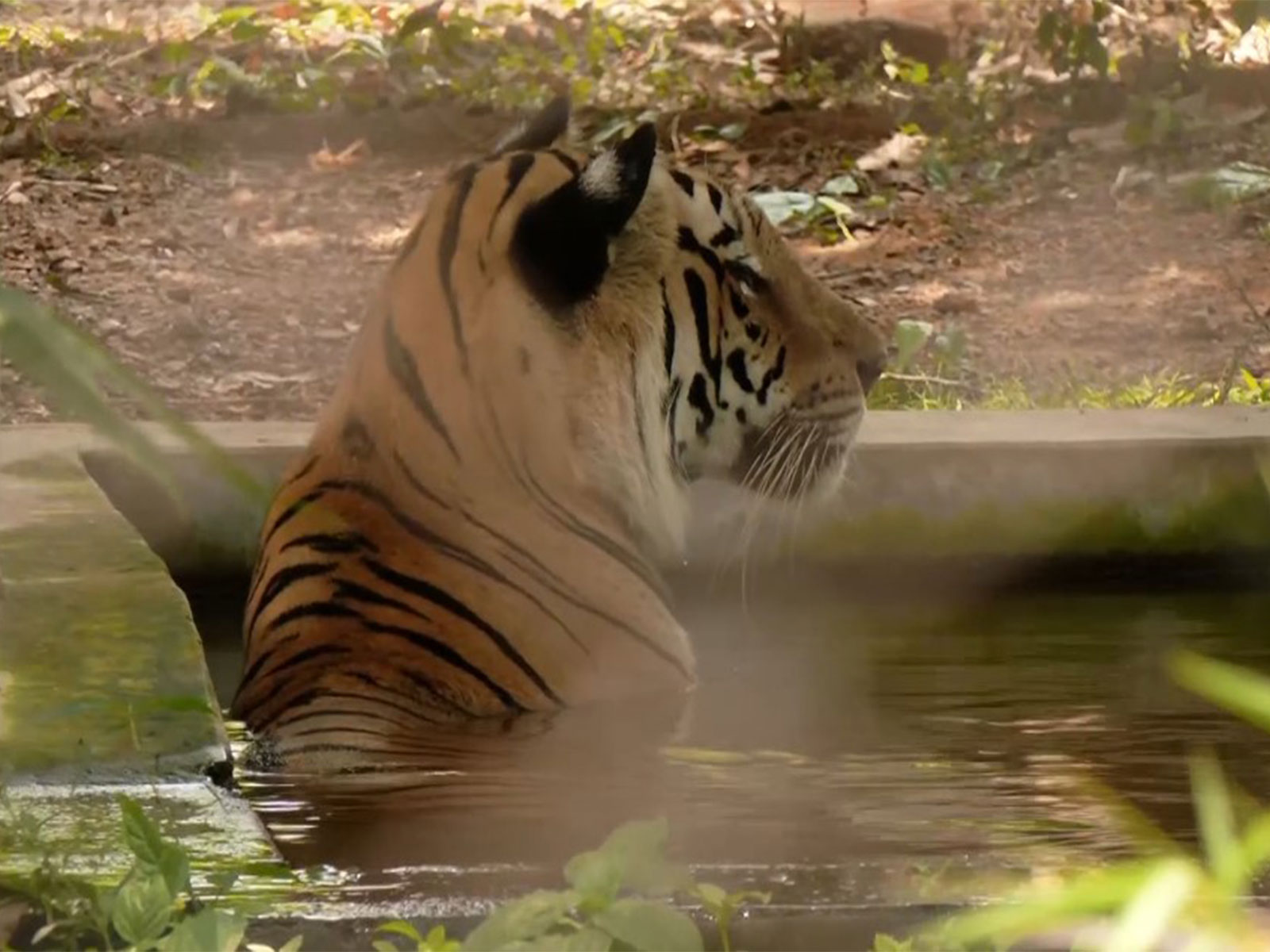 Visual from Nandankanan Zoological Park in Bhubaneswar (Photo/ANI)