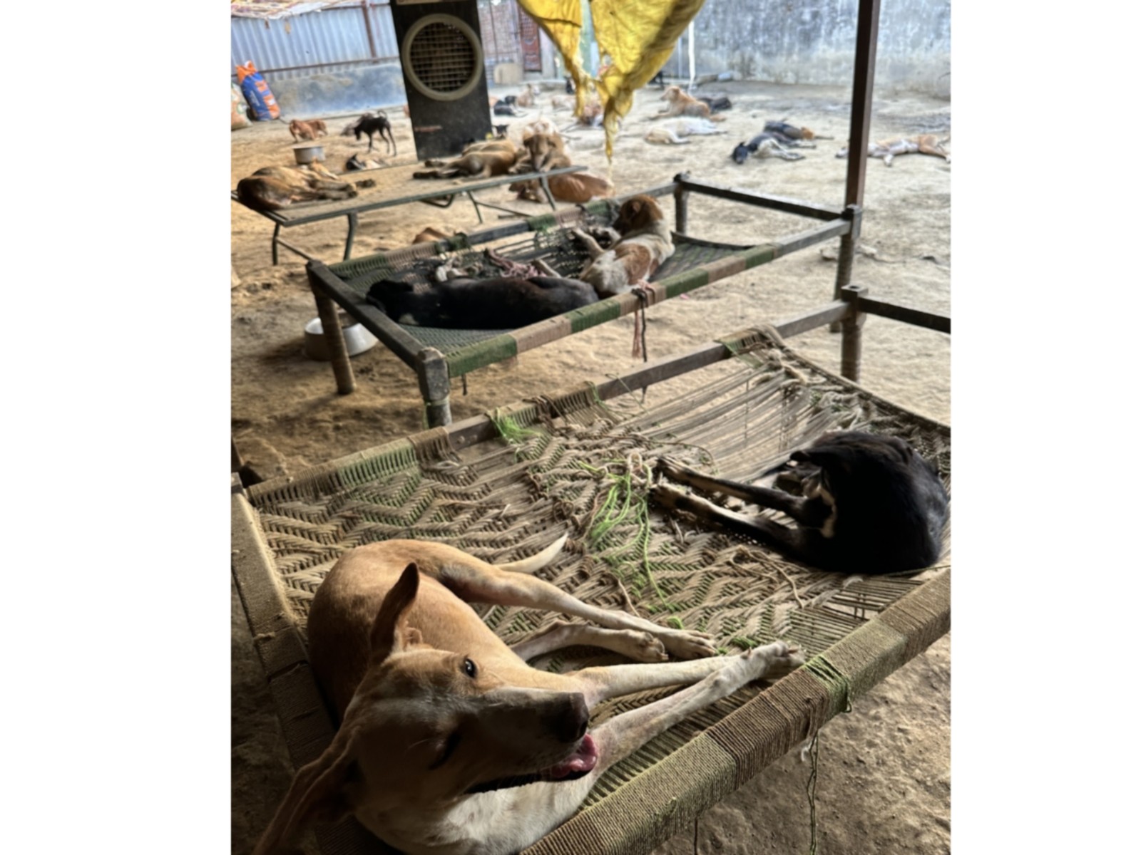 LOKI Animal Shelter Helps Rescue Over 3000 Injured Animals Through Free Ambulance and Treatment Initiative